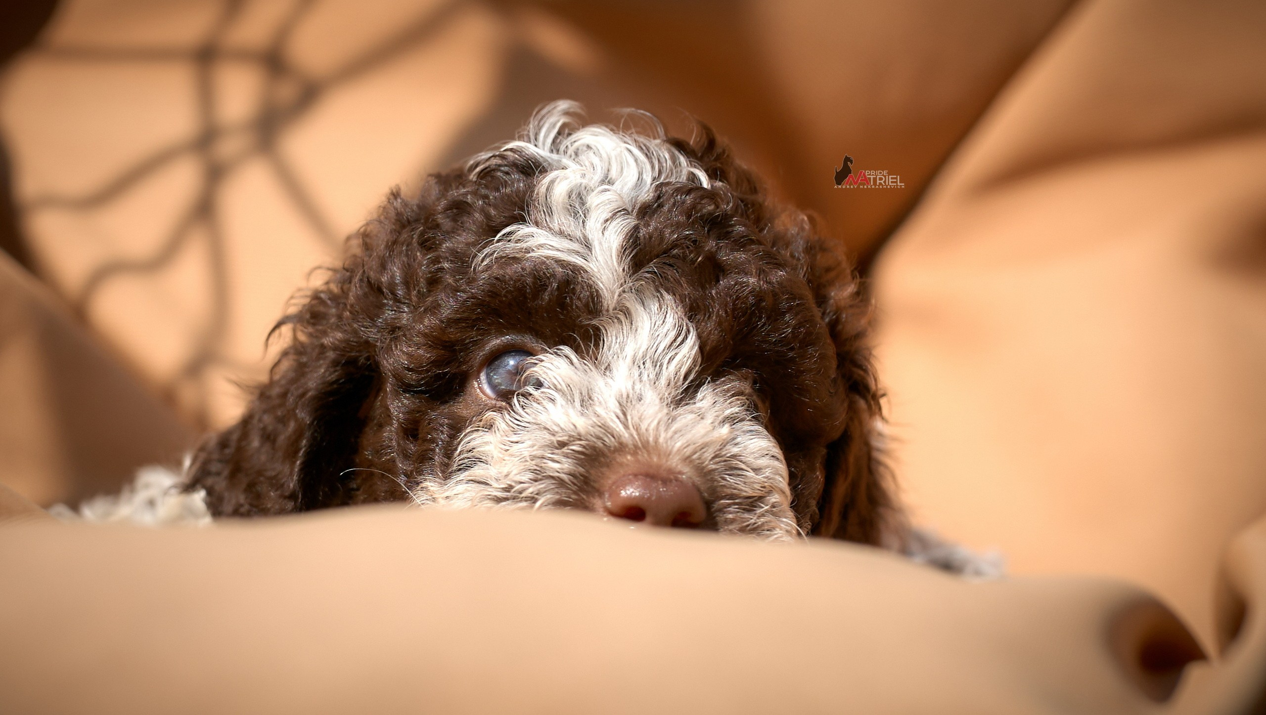 Щенки на прогулке — галерея NATRIEL