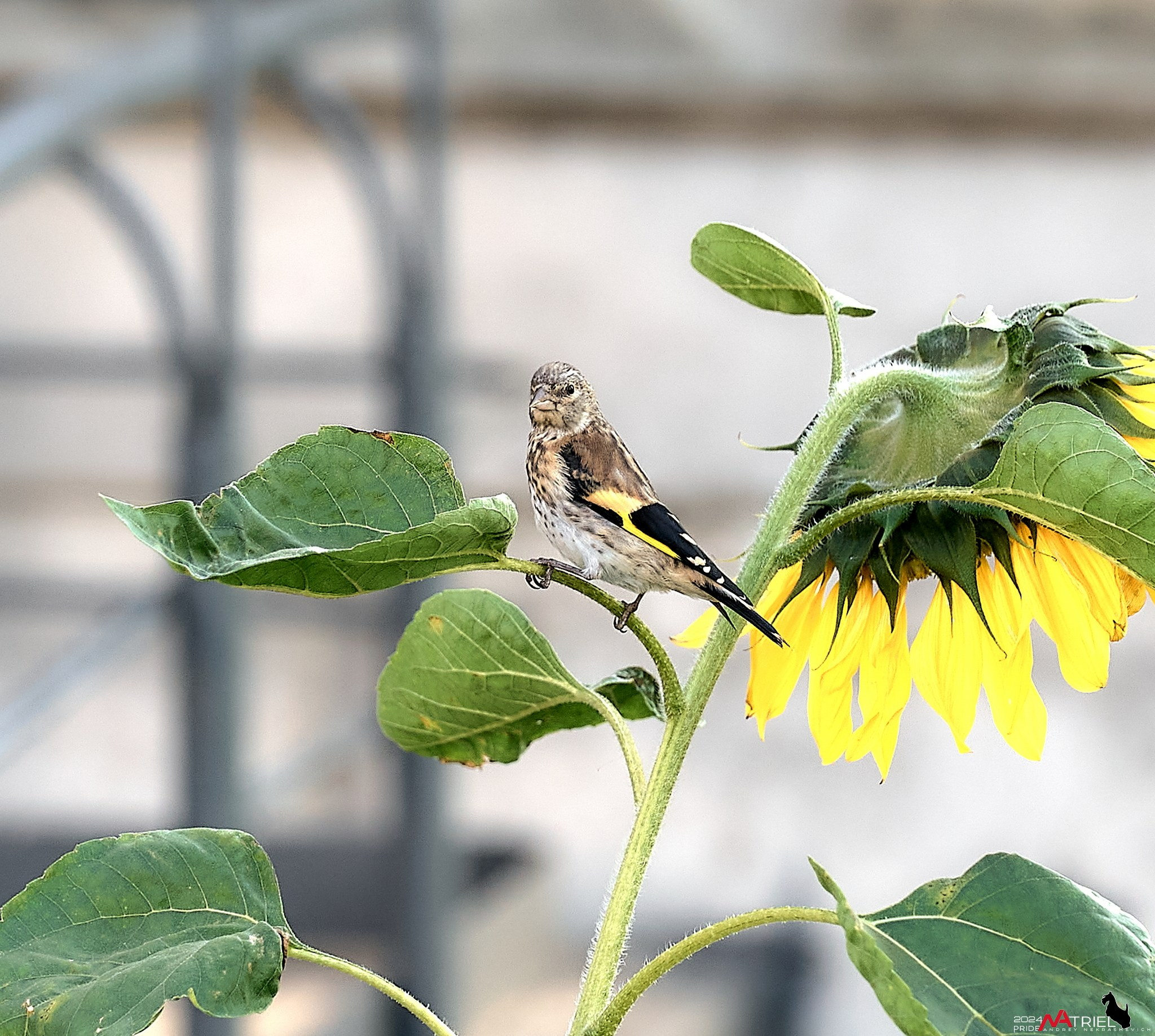 Фотопрогулка на природе