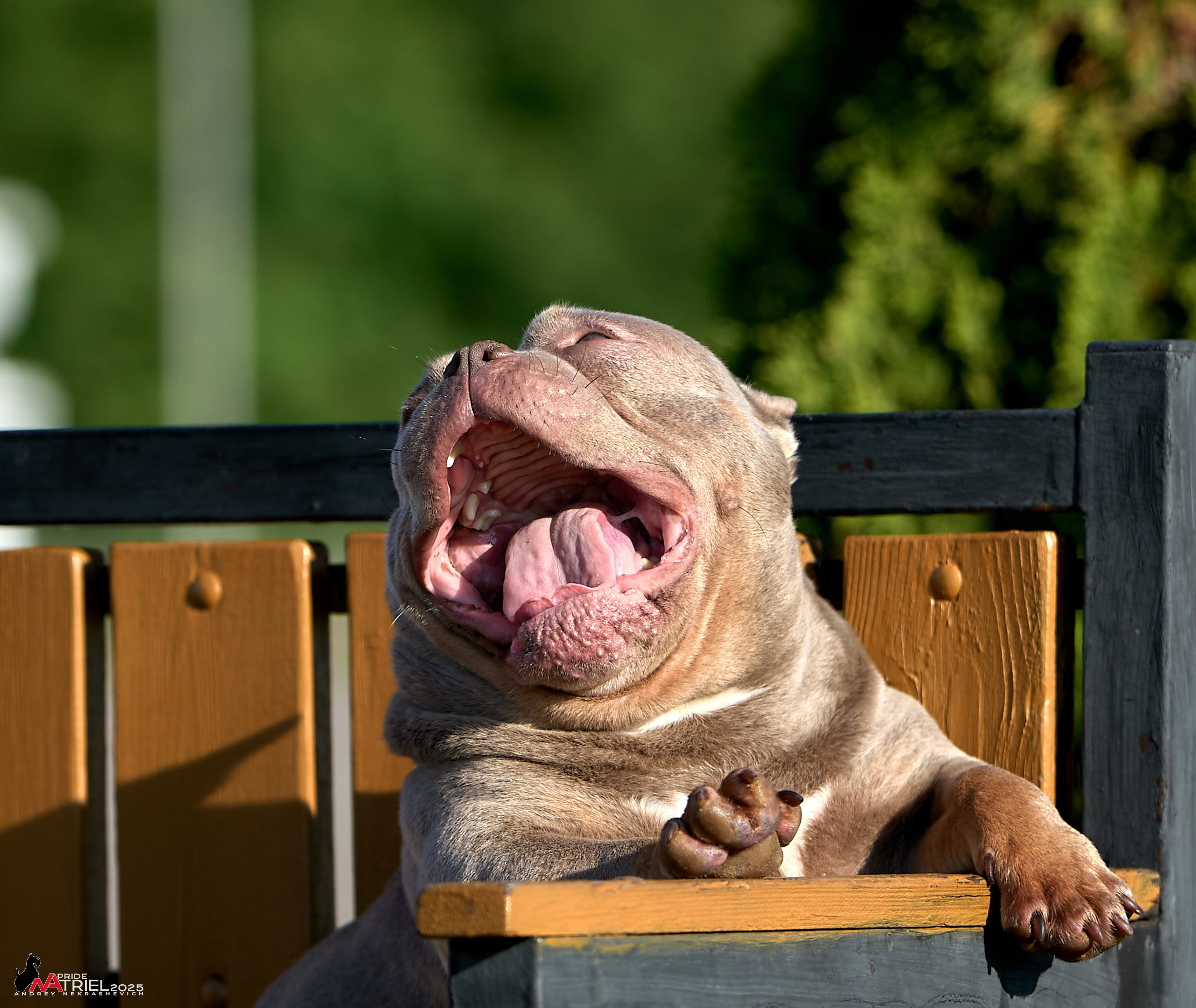 Съемка собак породы булли на природе