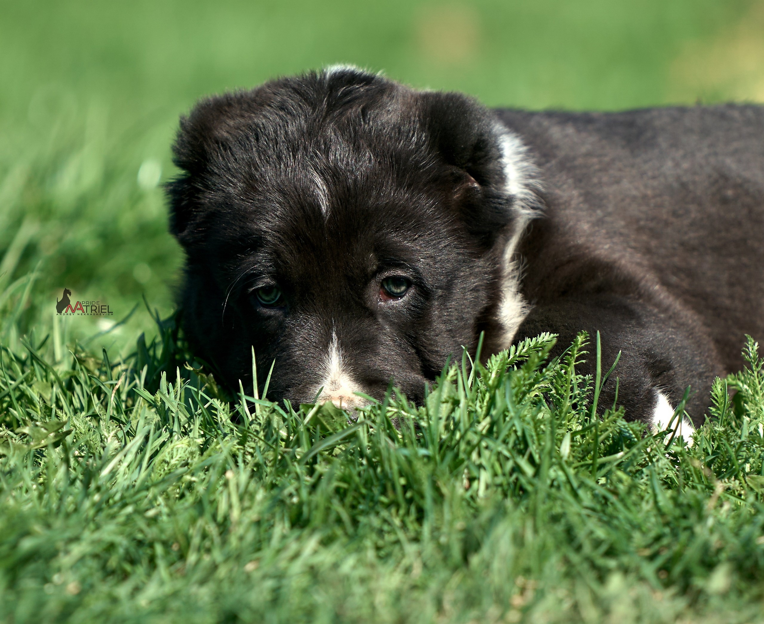 Среднеазиаты — щенки и взрослые