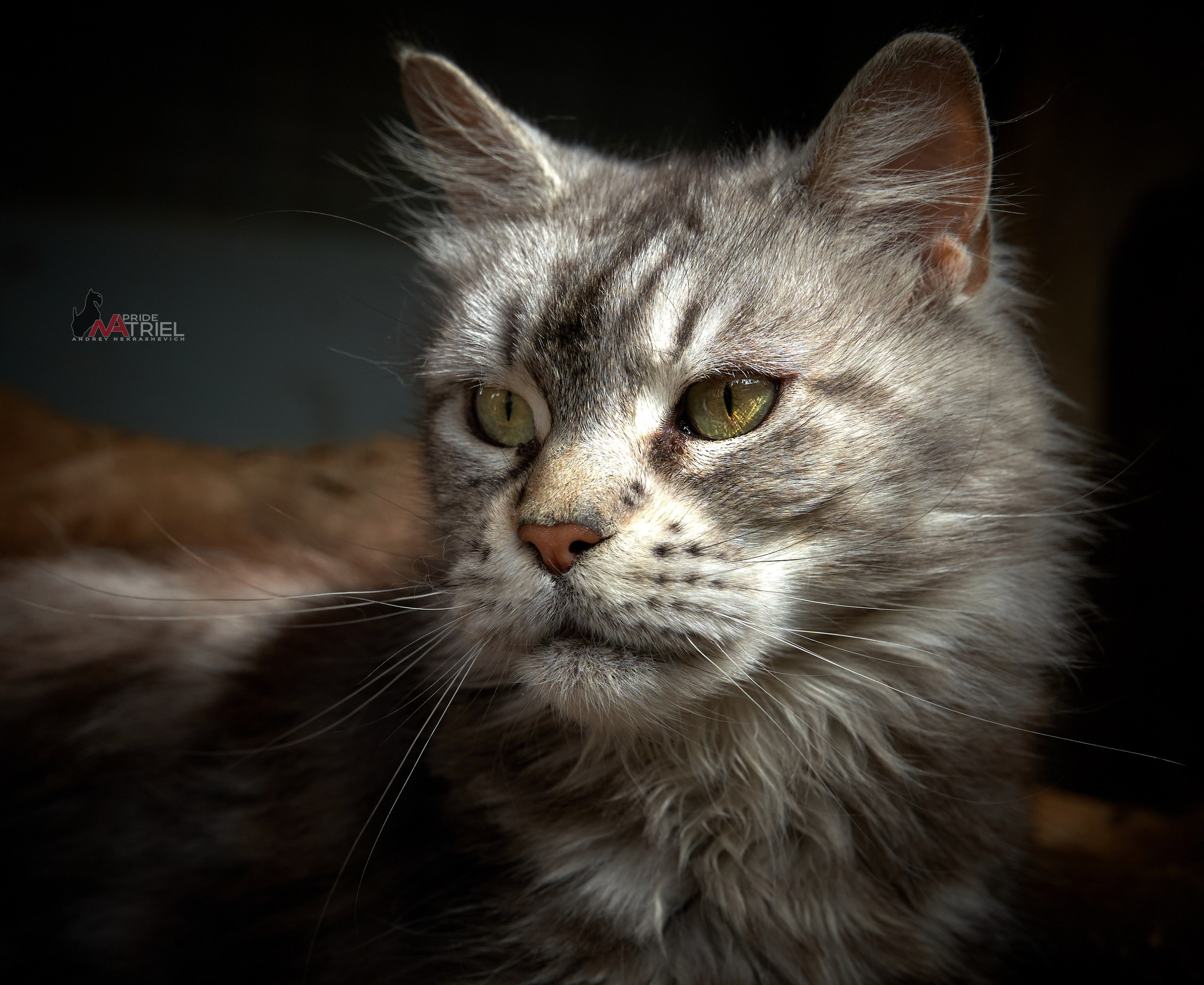 Домашние кошки — галерея NATRIEL