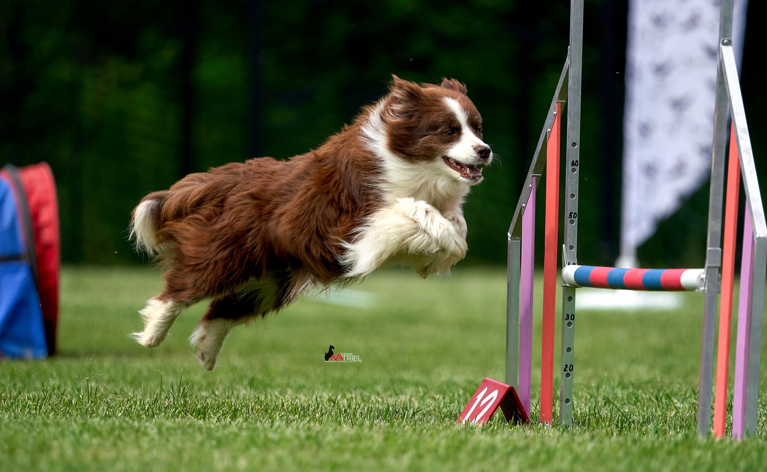 Аджилити — галерея NATRIEL