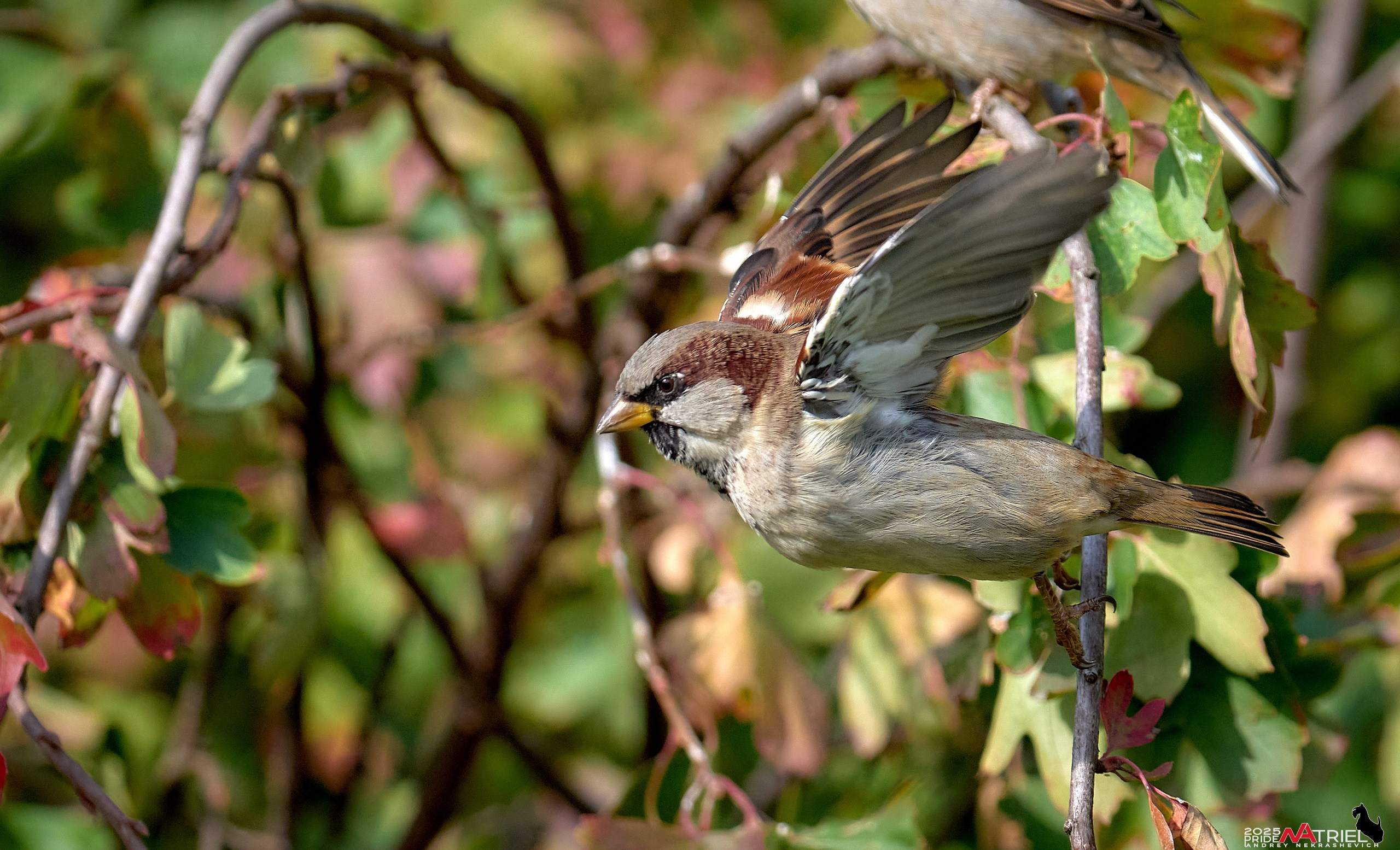 Съемка с объективом Sony 200-600 на камеру Sony A1m2