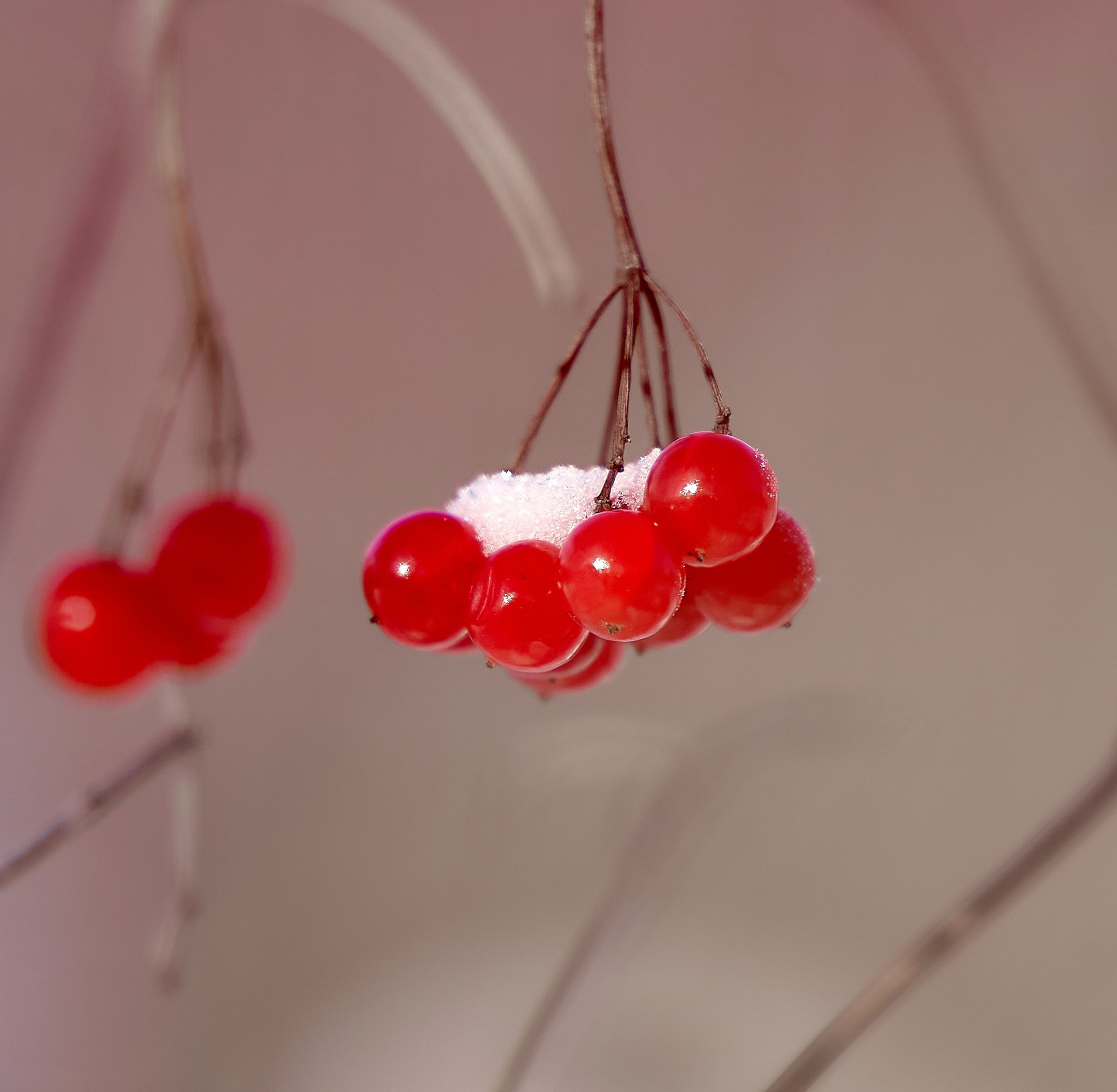 Лютики-цветочки — галерея NATRIEL