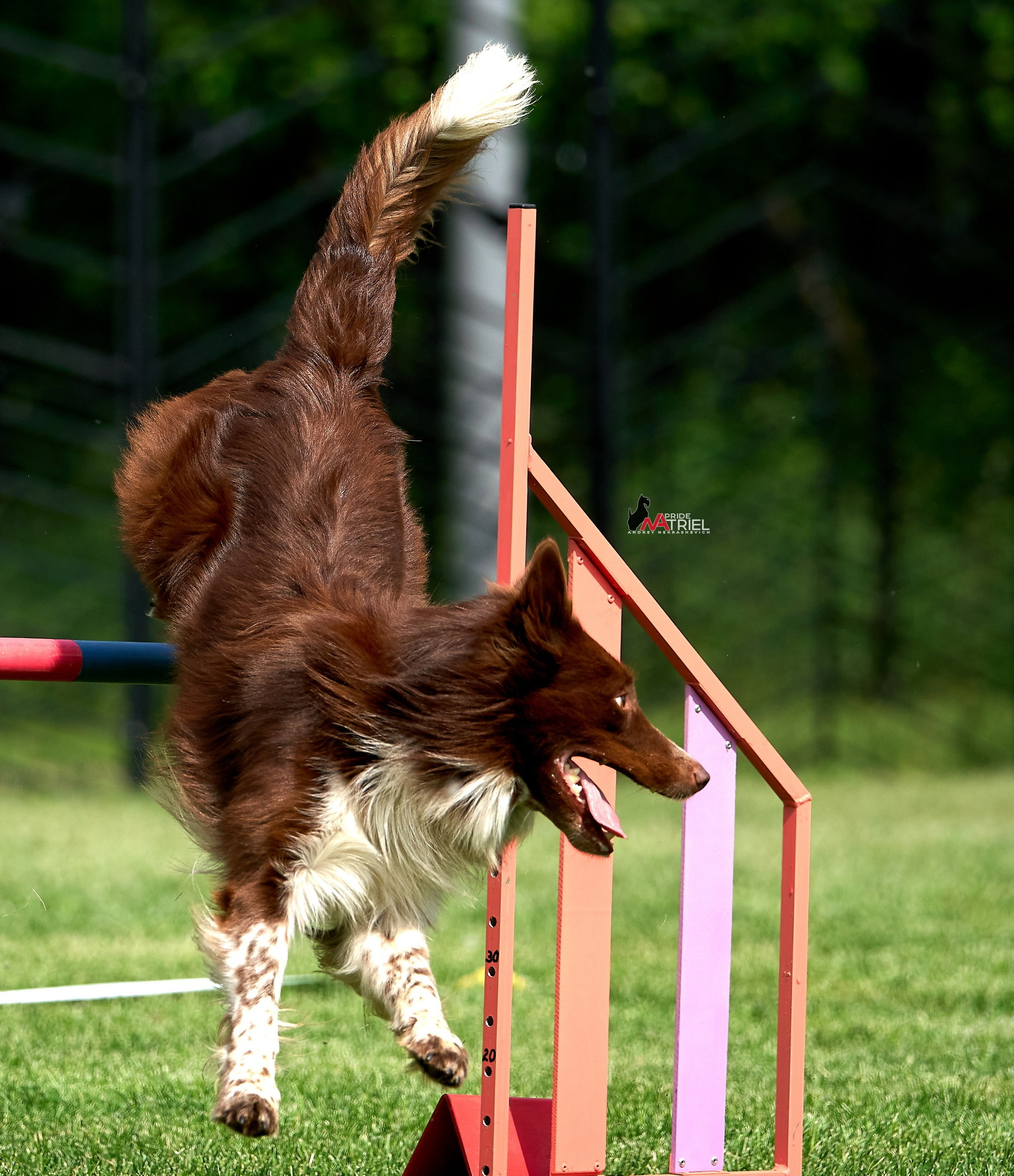 Аджилити — галерея NATRIEL