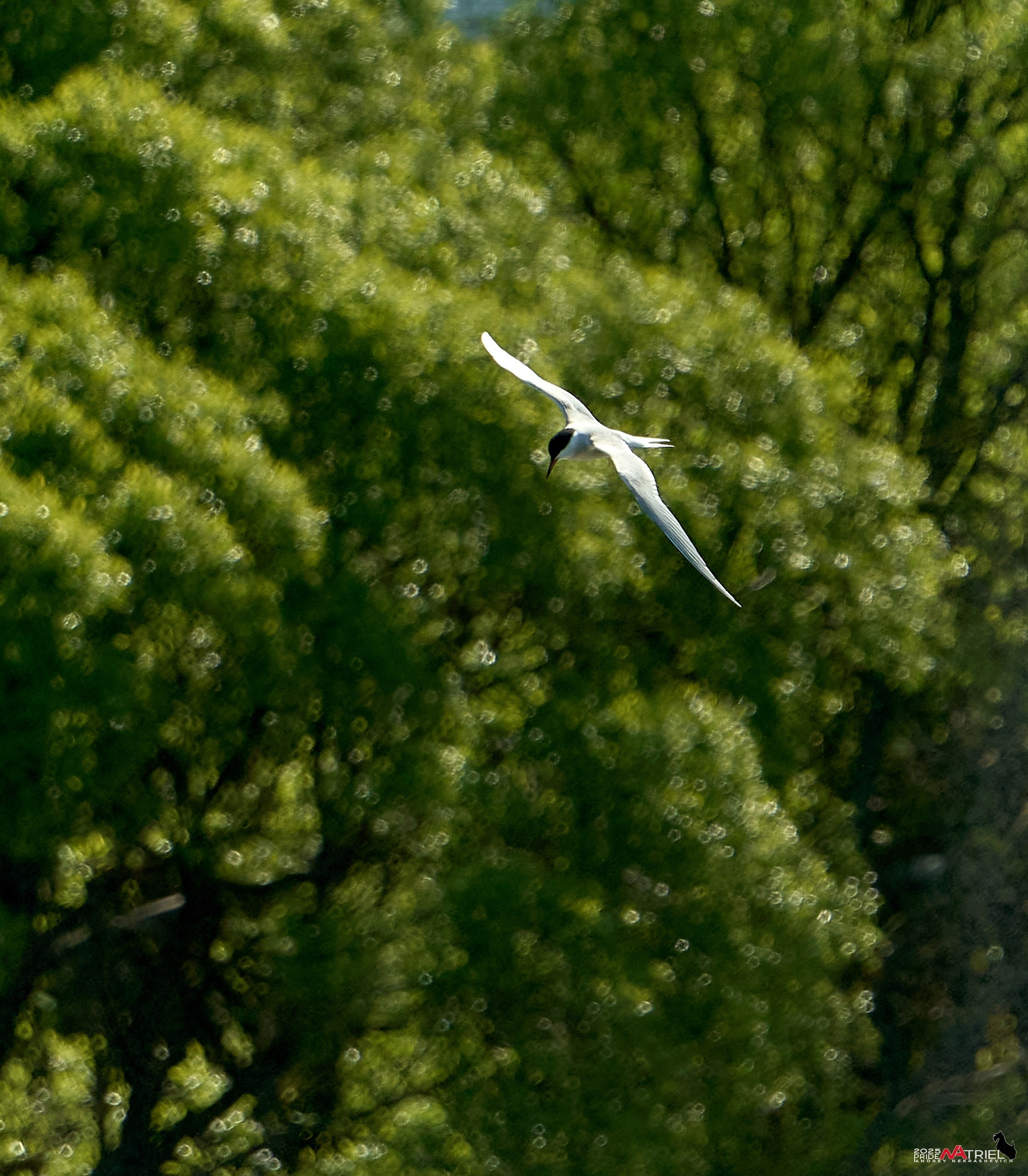 Птички и цветочки