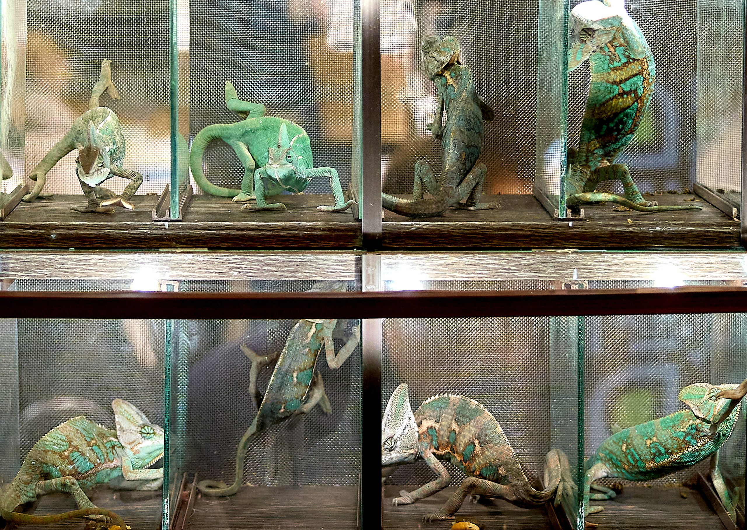 Рептилии — галерея NATRIEL