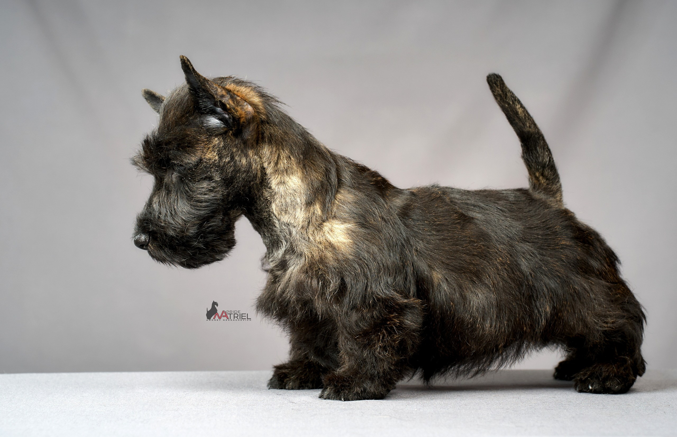 Съемка щенков скотч-терьеров