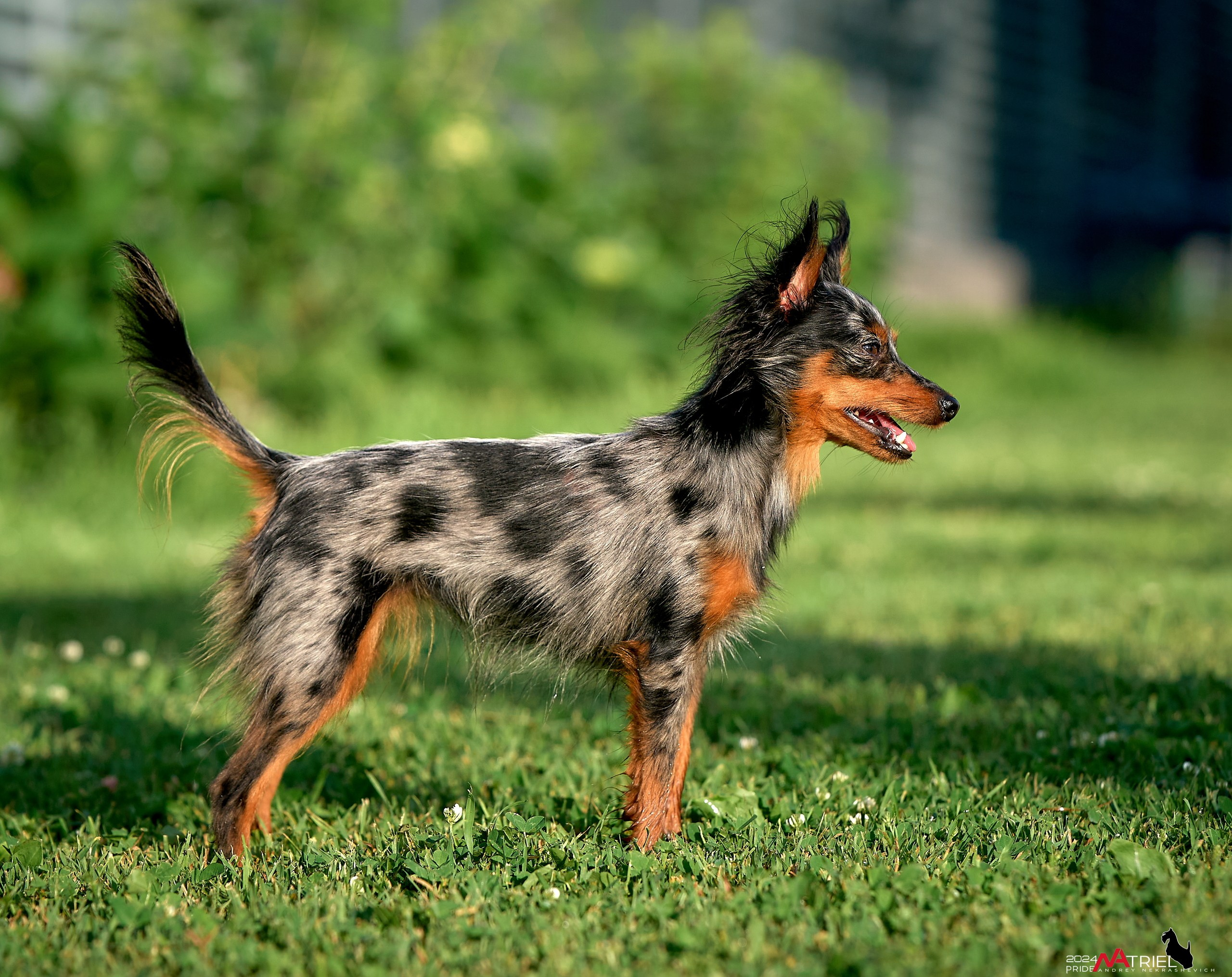 Фотопрогулка с крысариками