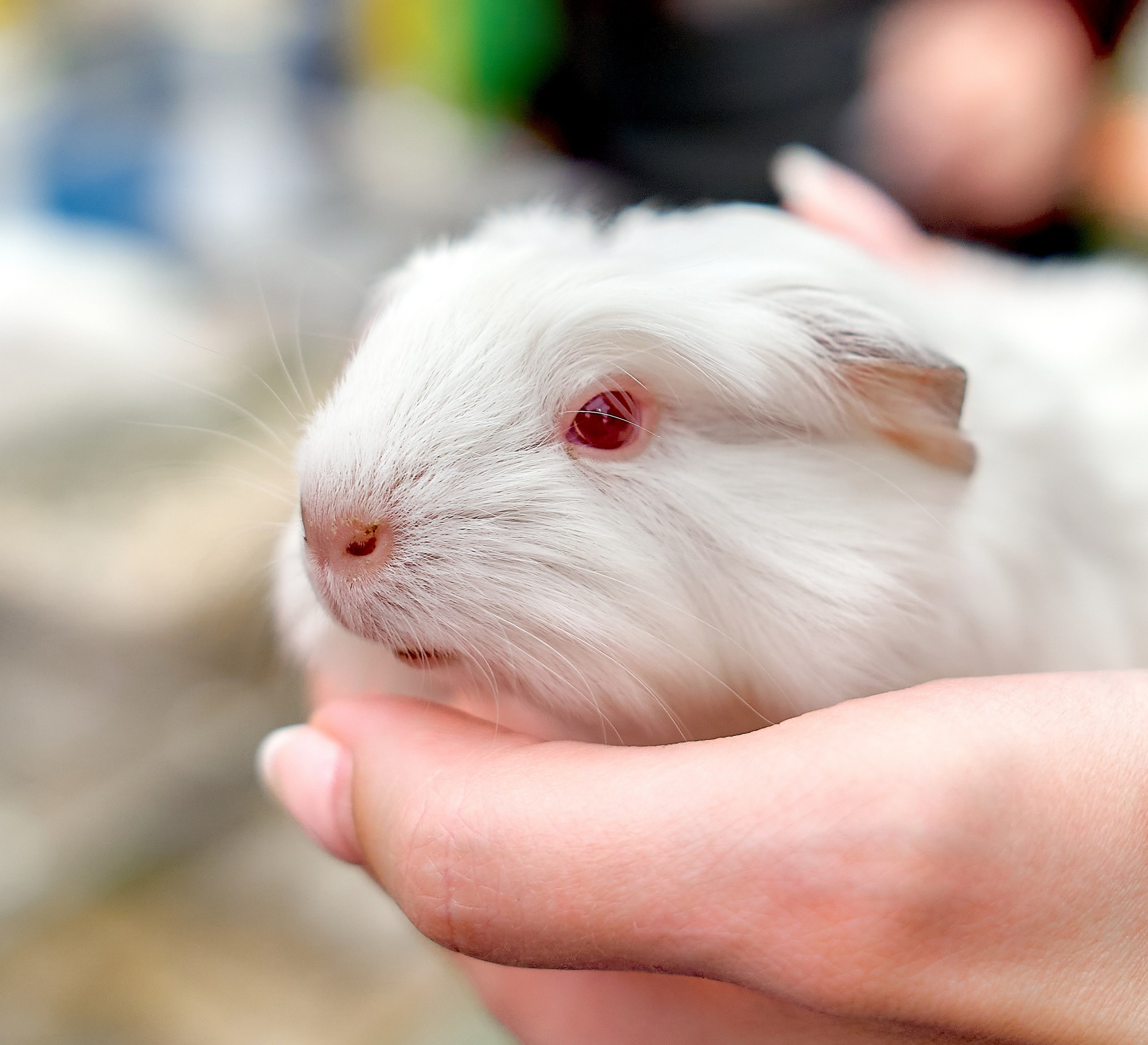 Животные — галерея NATRIEL