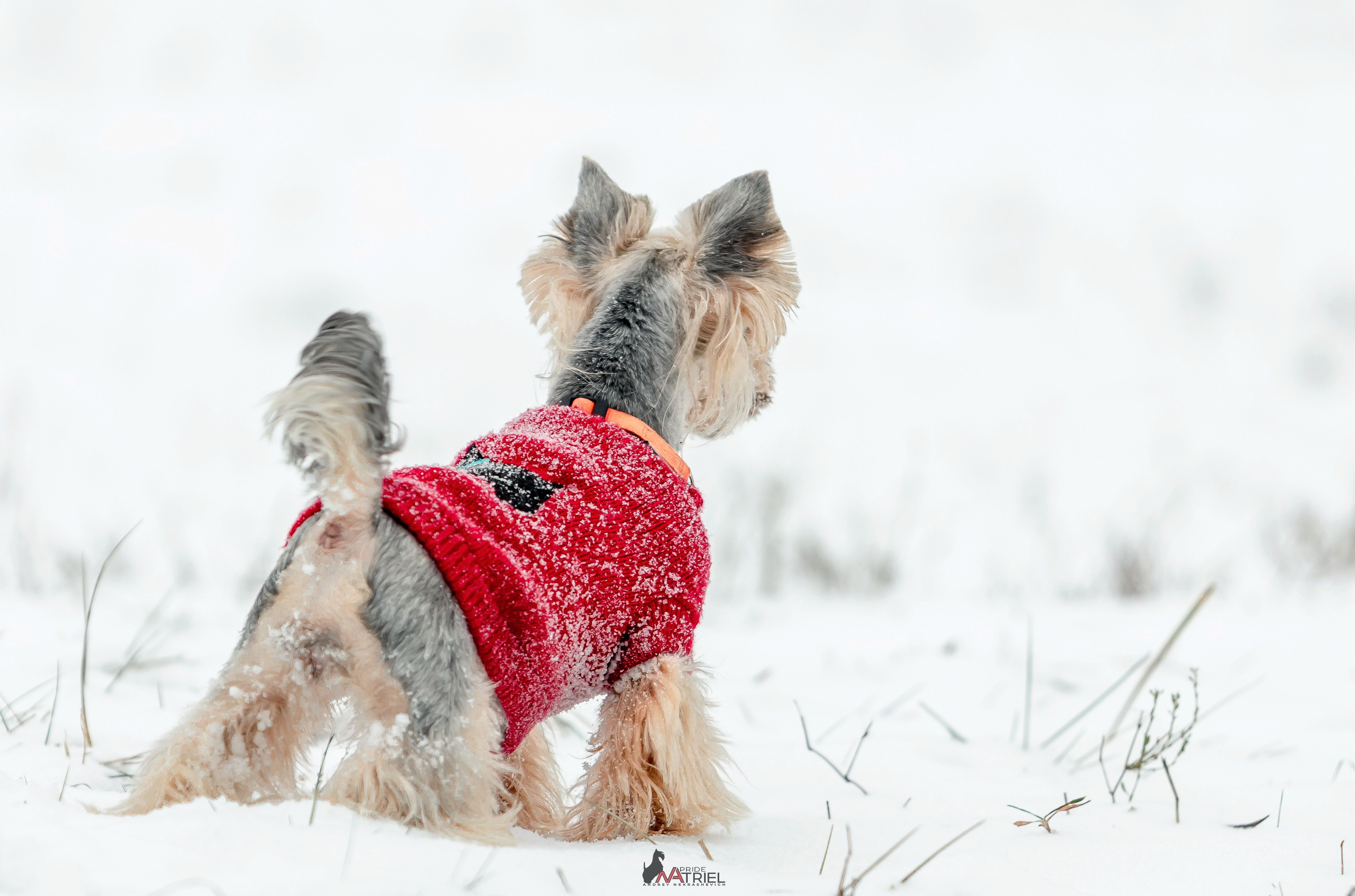 Йоркширский терьер Циля