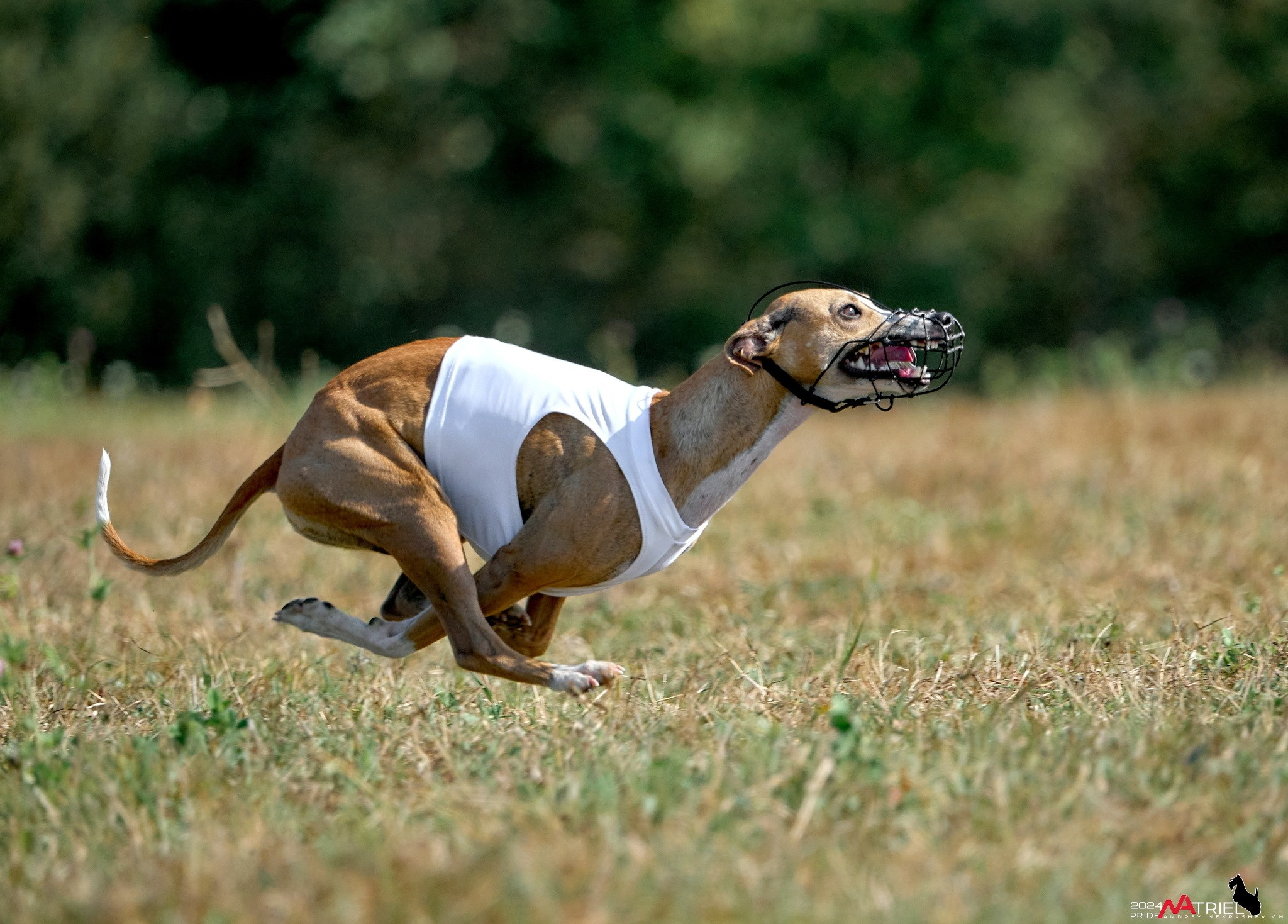 Курсинг в Иволге