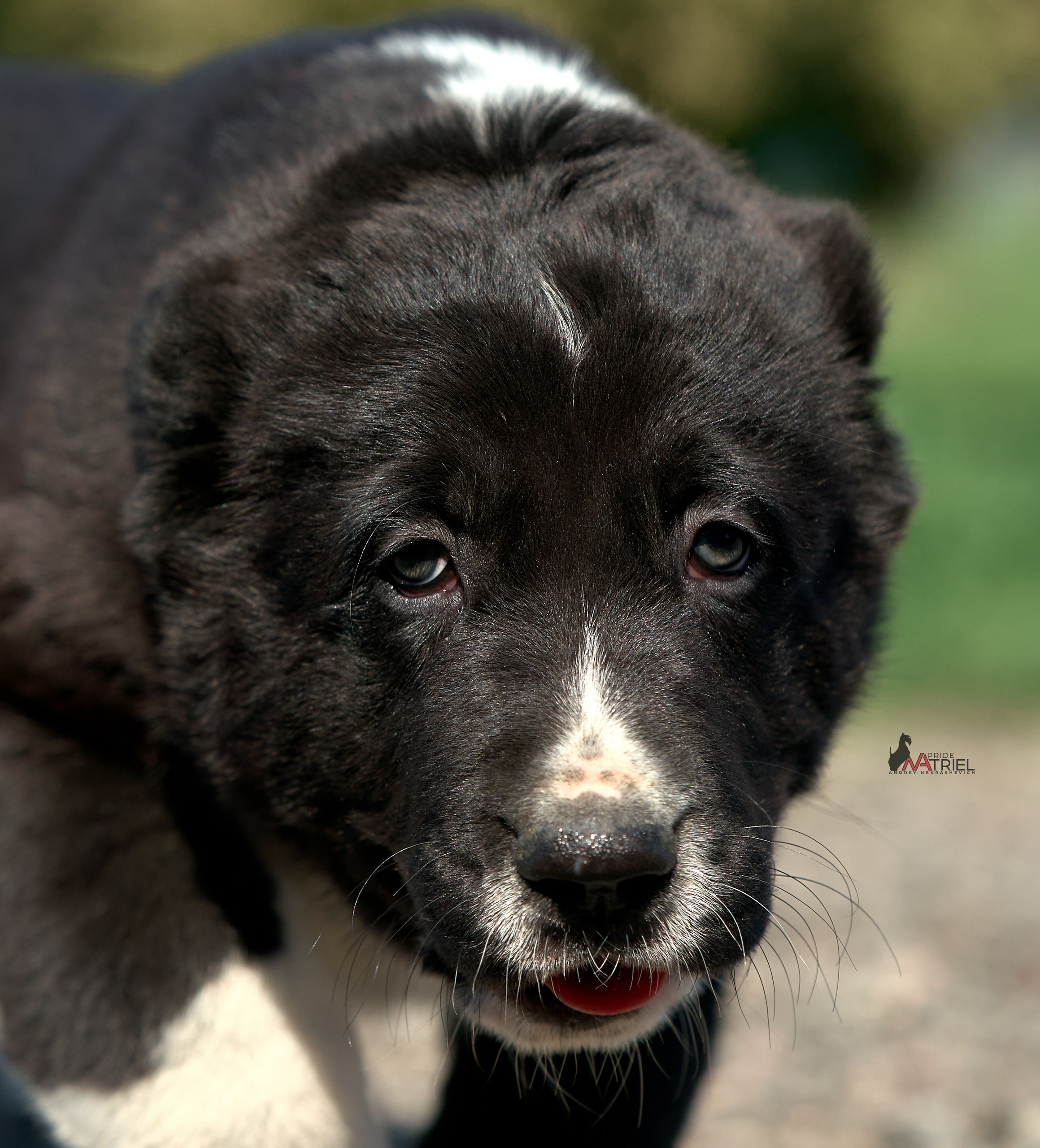 Среднеазиаты — щенки и взрослые