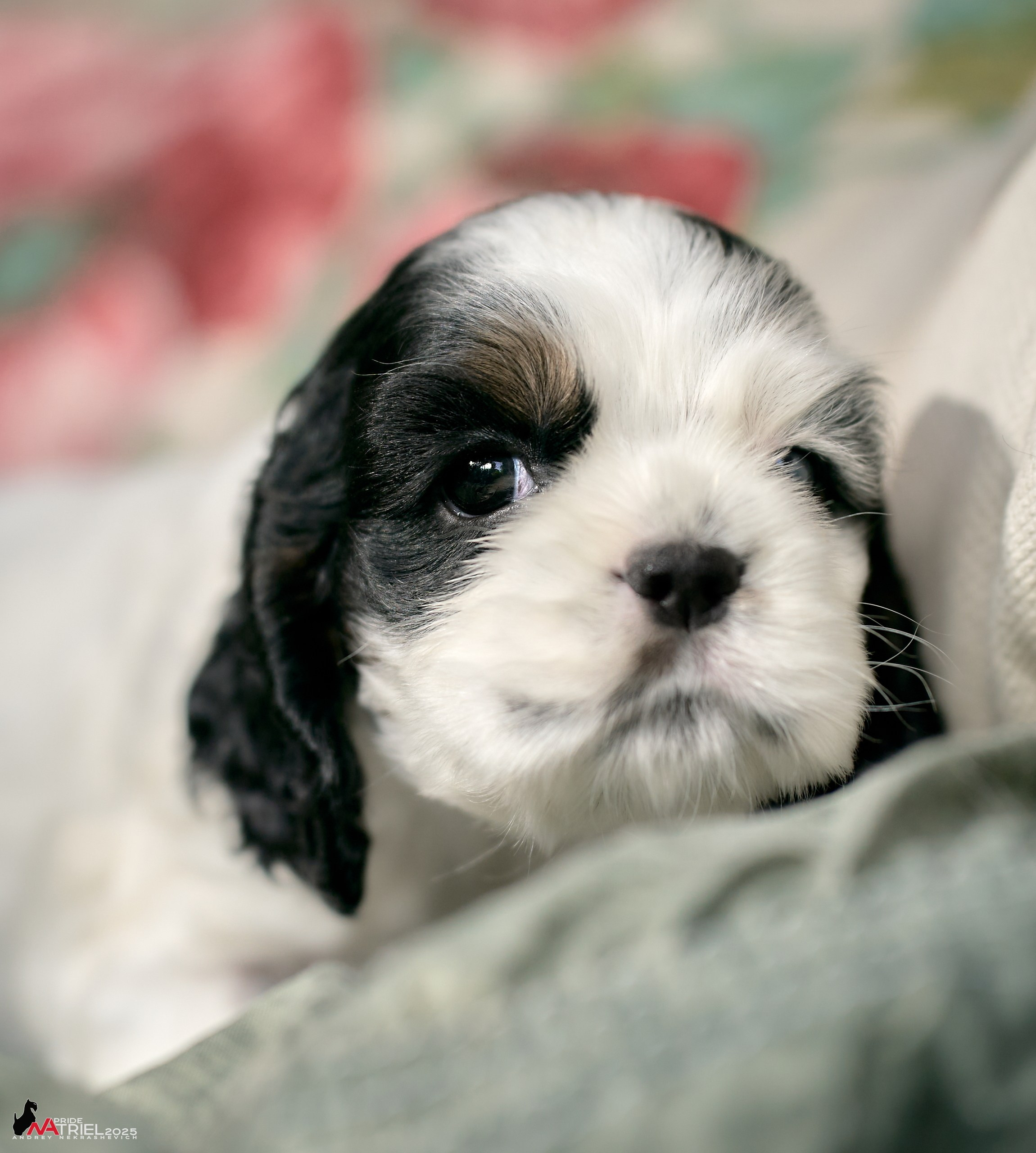 Щенки АмКокеров