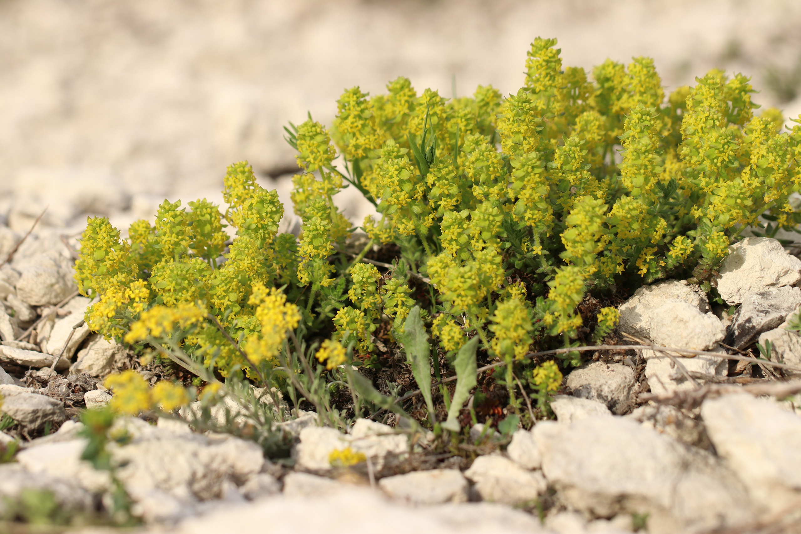 Крым. ЮБК (Бахчисарай, Кастрополь, Таракташская тропа). Май 2021. Путешественник-фотограф из Санкт-Петербурга Татьяна Свистулина