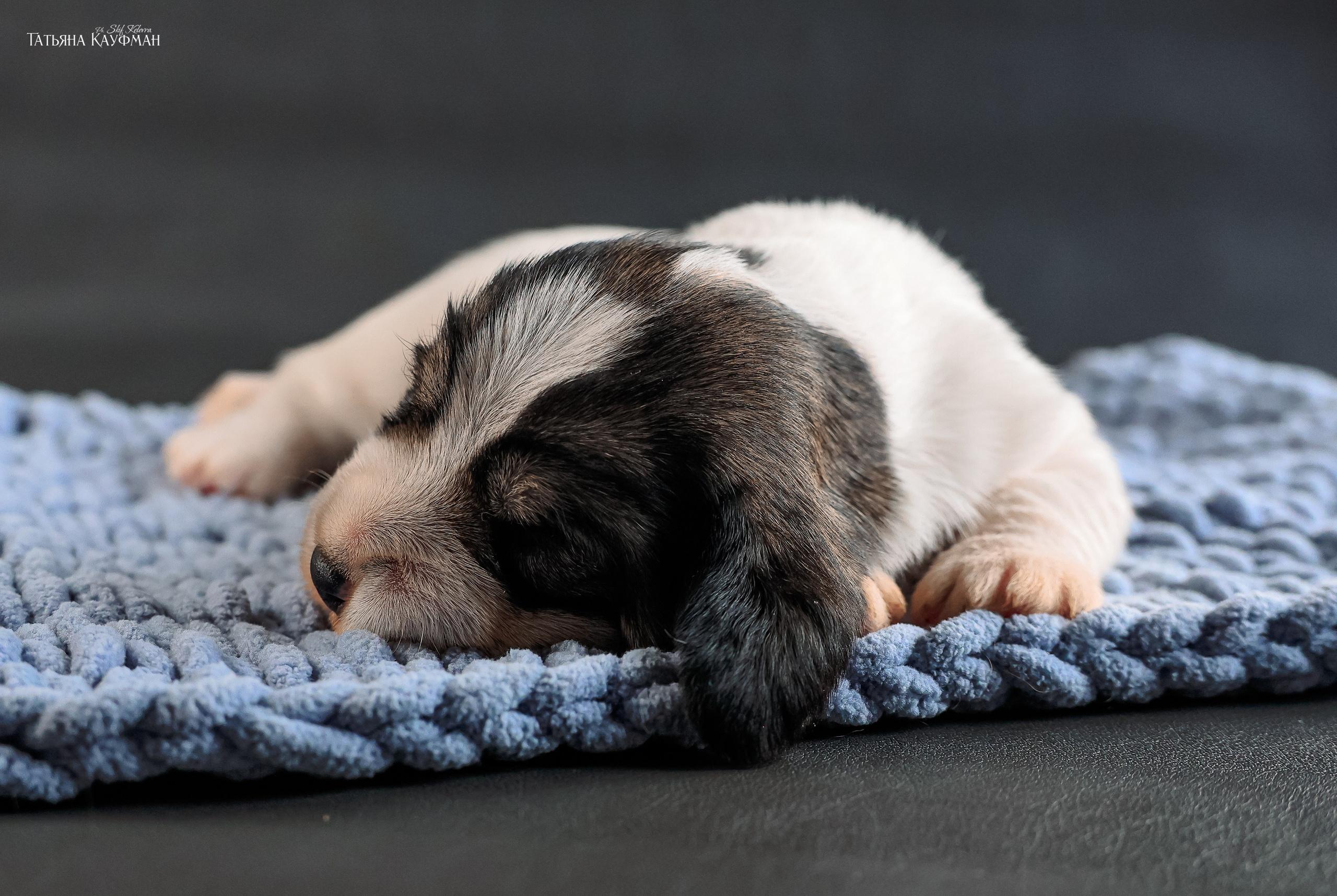 Малые вандейские бассет гриффоны. PVBG. Petit vandeen basset griffon, щенки в новосибирске. Питомник White Rivendel