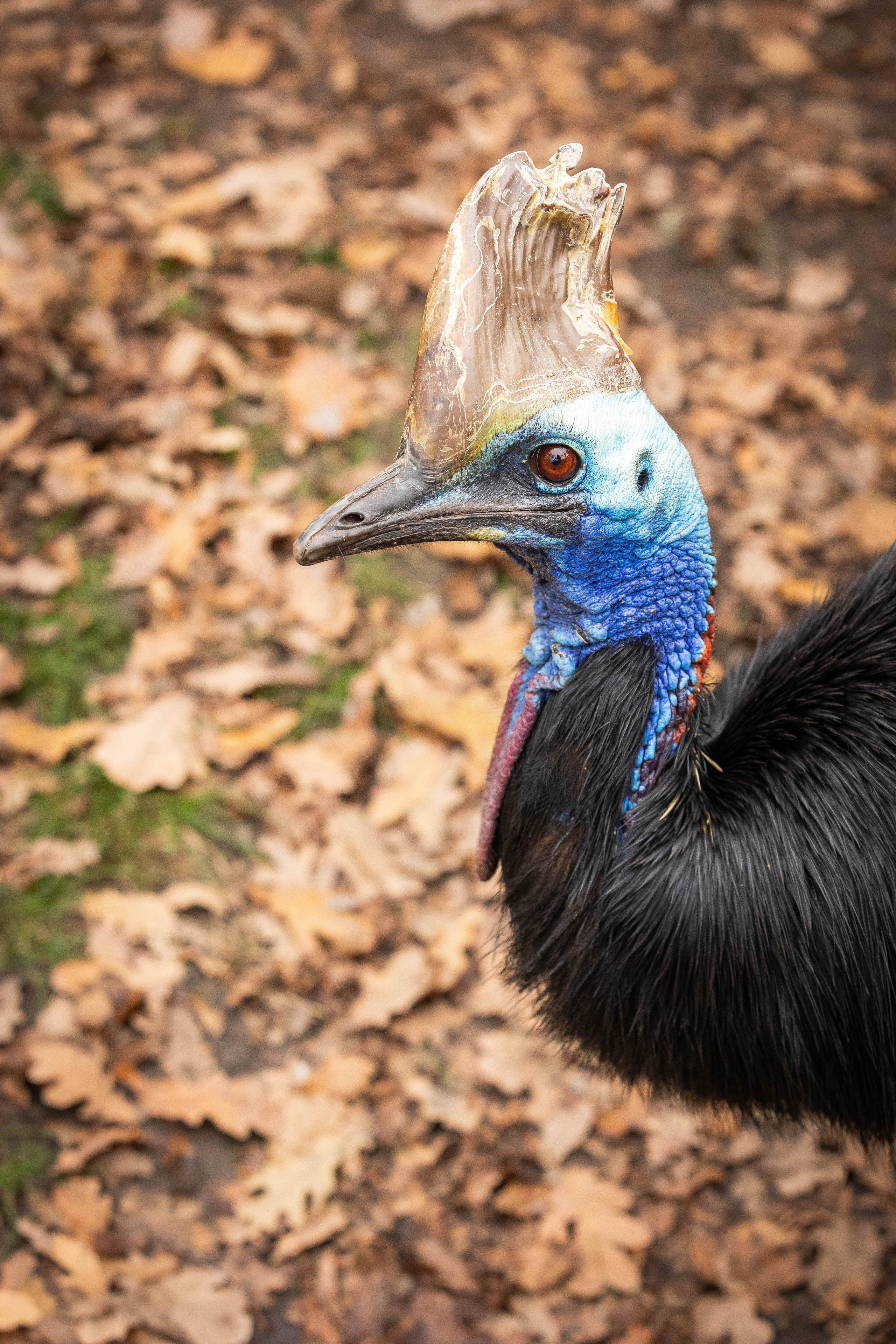 Зоопарк Малинки. Фотограф-АниМалист Анна Абрамова