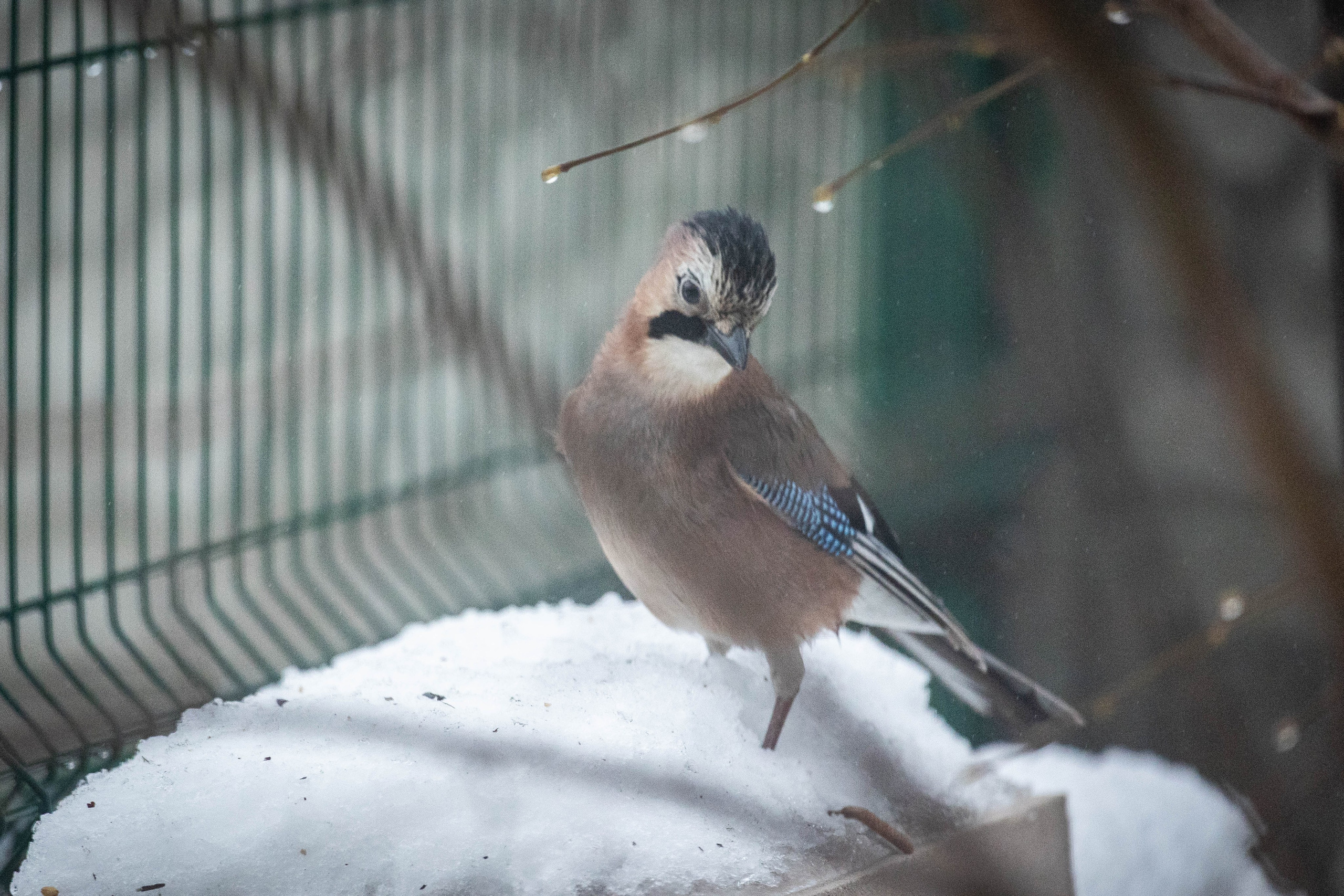 Дикий животный мир. Фотограф-АниМалист Анна Абрамова