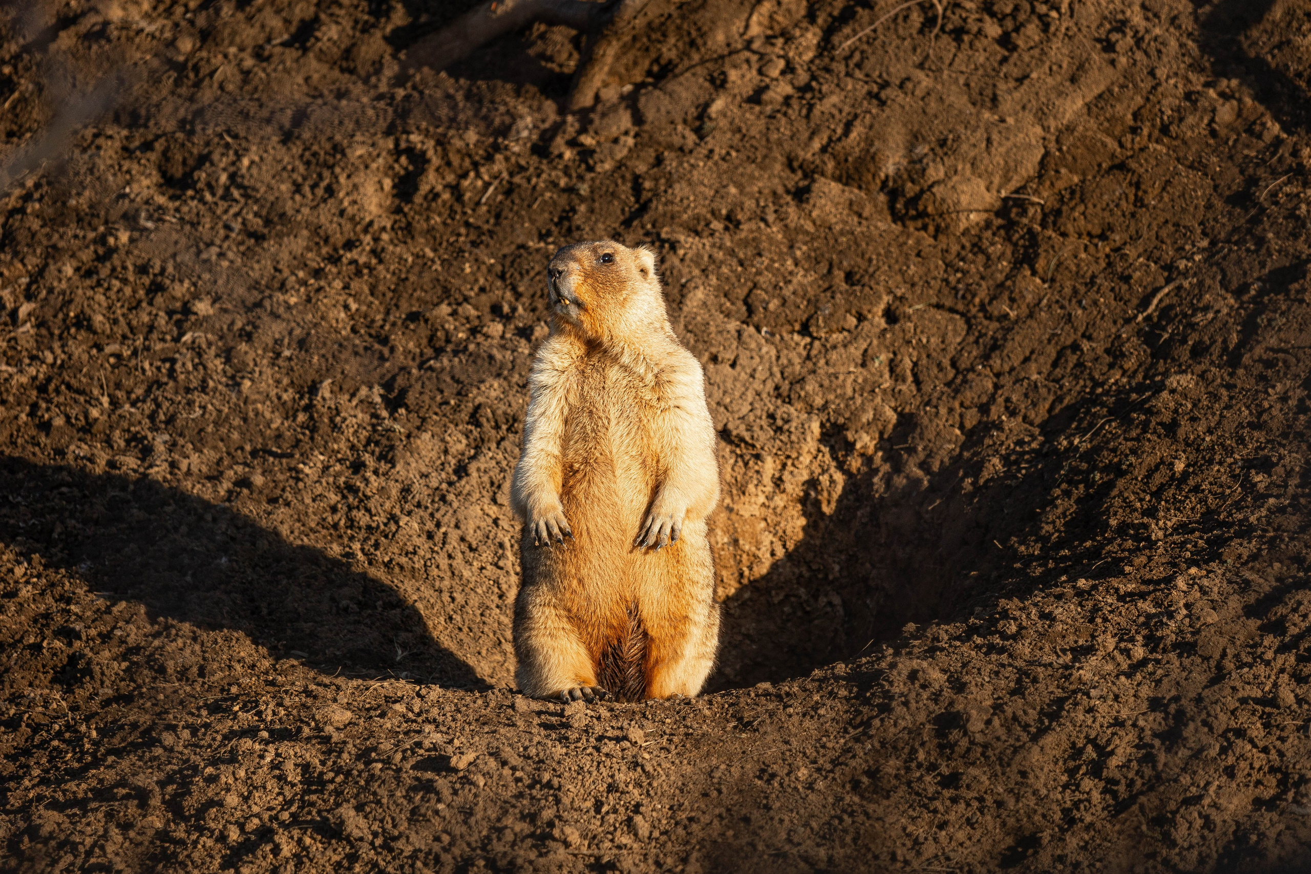Дикий животный мир. Фотограф-АниМалист Анна Абрамова