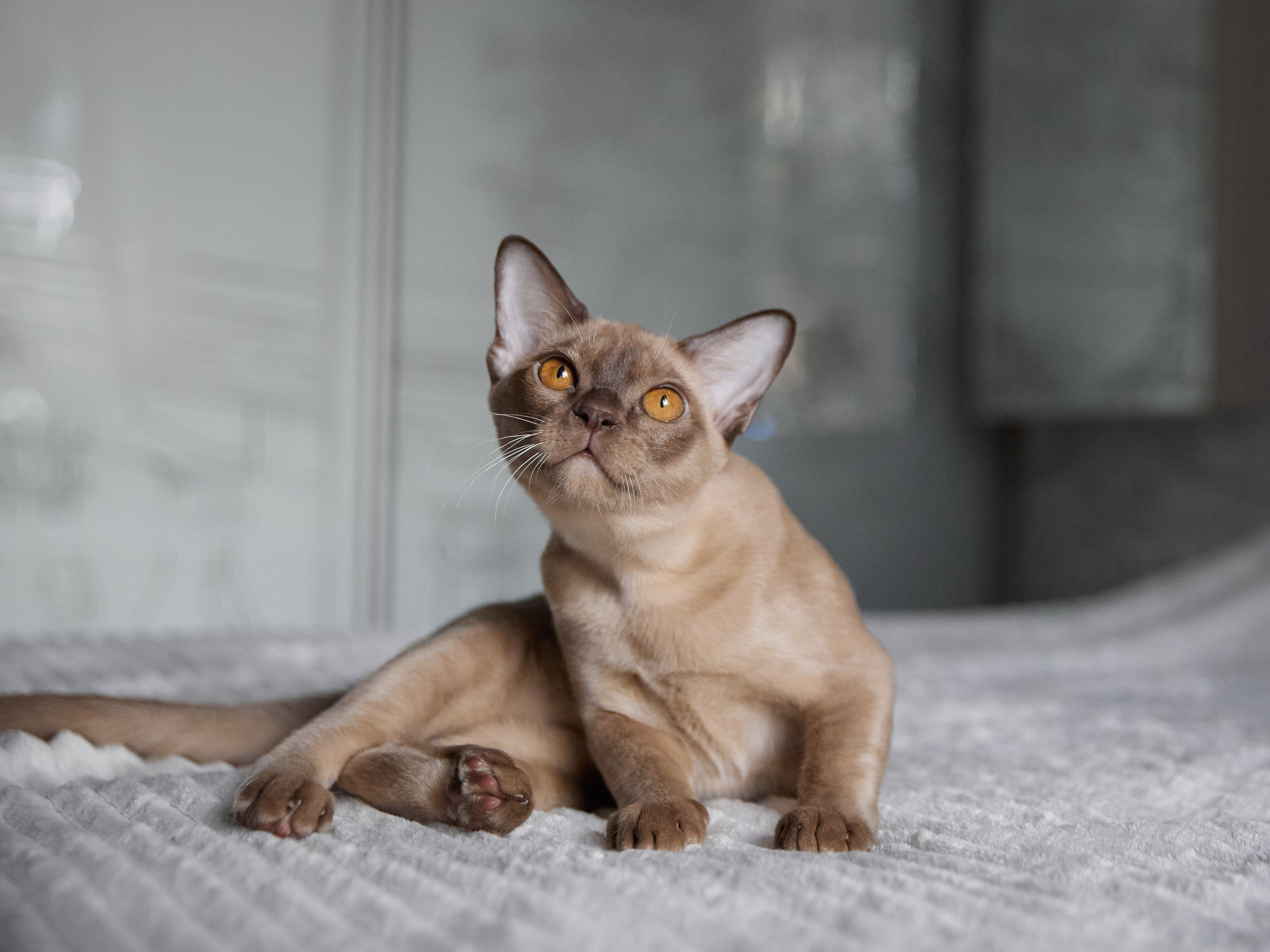 Jordan-Teo (Саратов). Питомник «Bouncy Life»