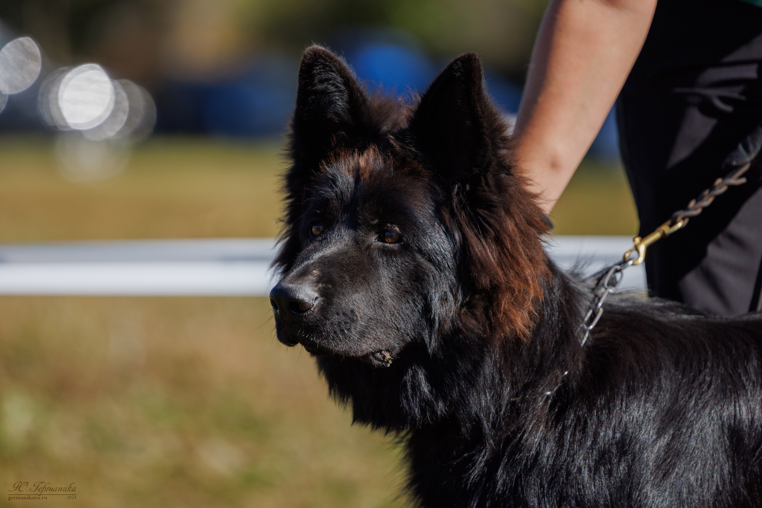 Тверь немецкие овчарки 22.09.2024. Фотограф-анималист Юлия Германика