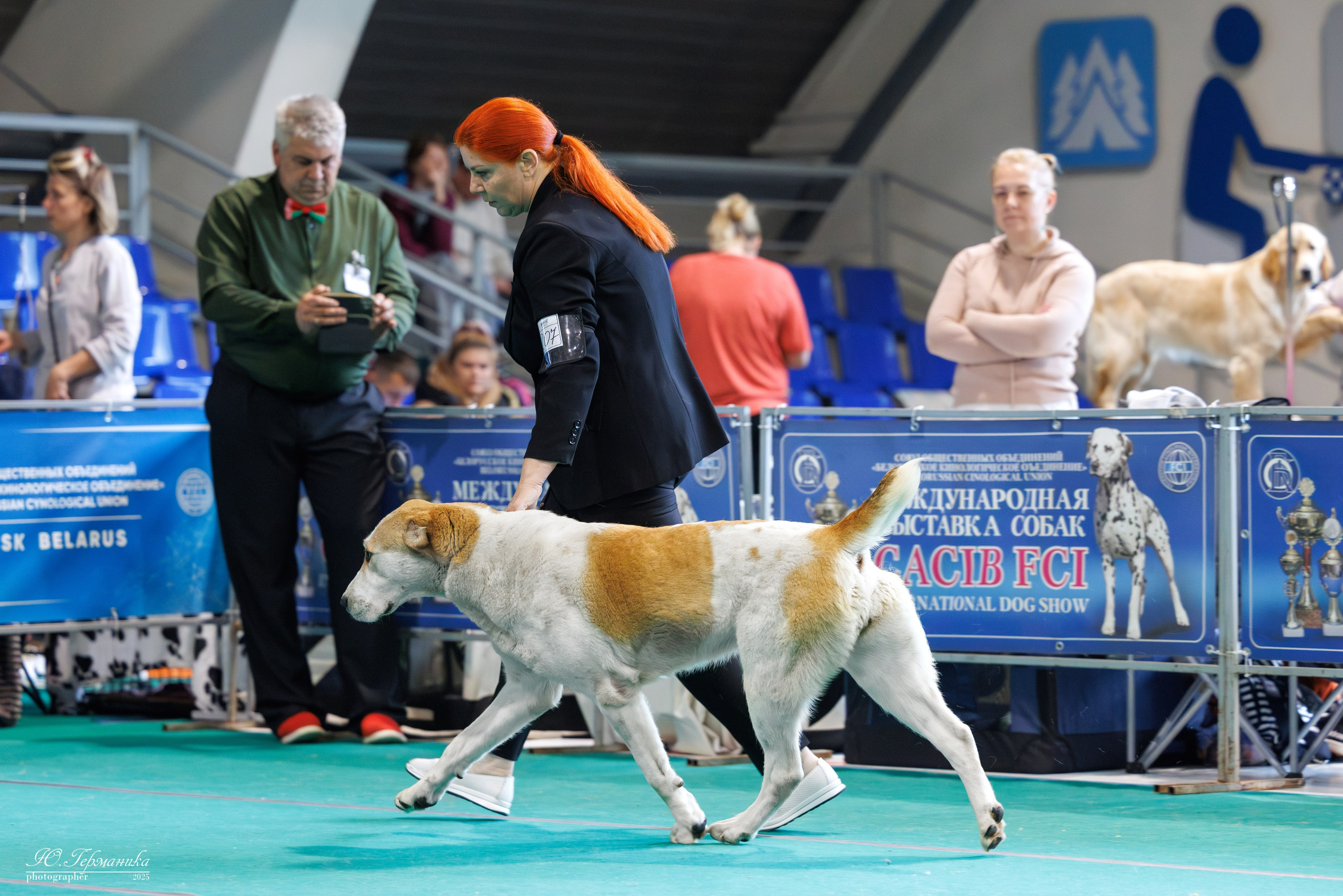 Минск 31.05-1.06.2025. Фотограф-анималист Юлия Германика