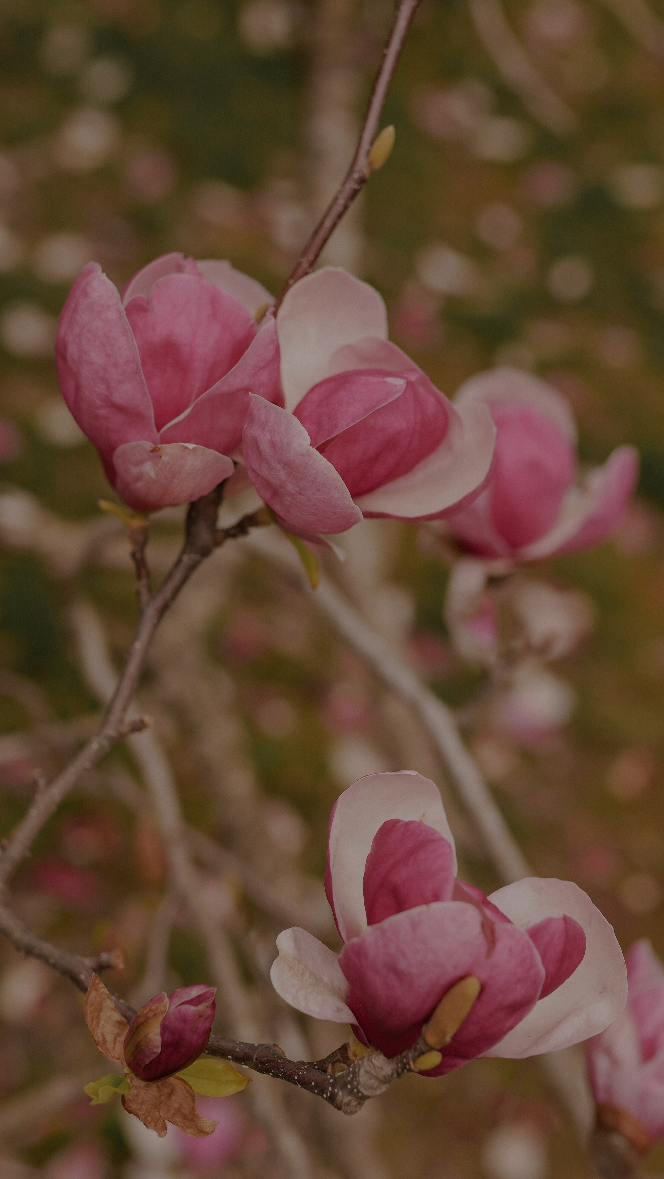 Дендрологический парк «Южные культуры». Милана Довгаль - семейный фотограф и видеограф  в Адлере и Сочи