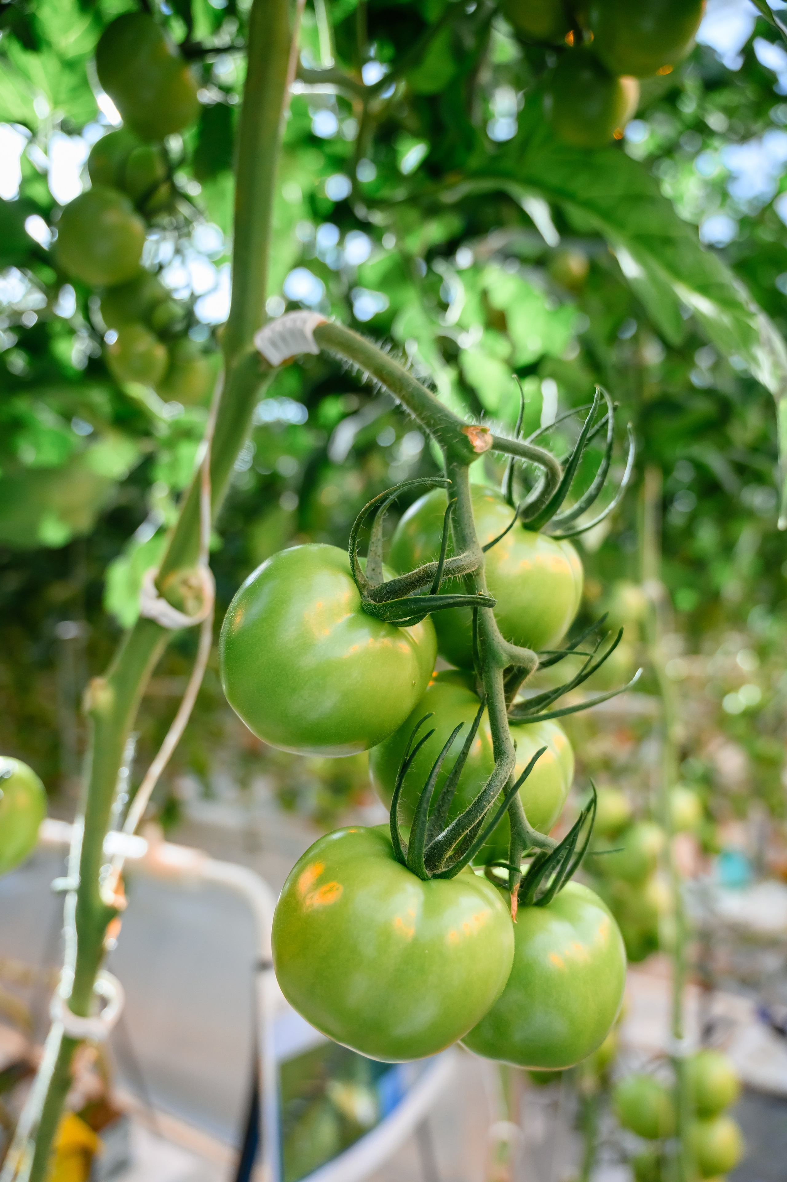 Тепличный комплекс «ПЕРМСКИЙ»