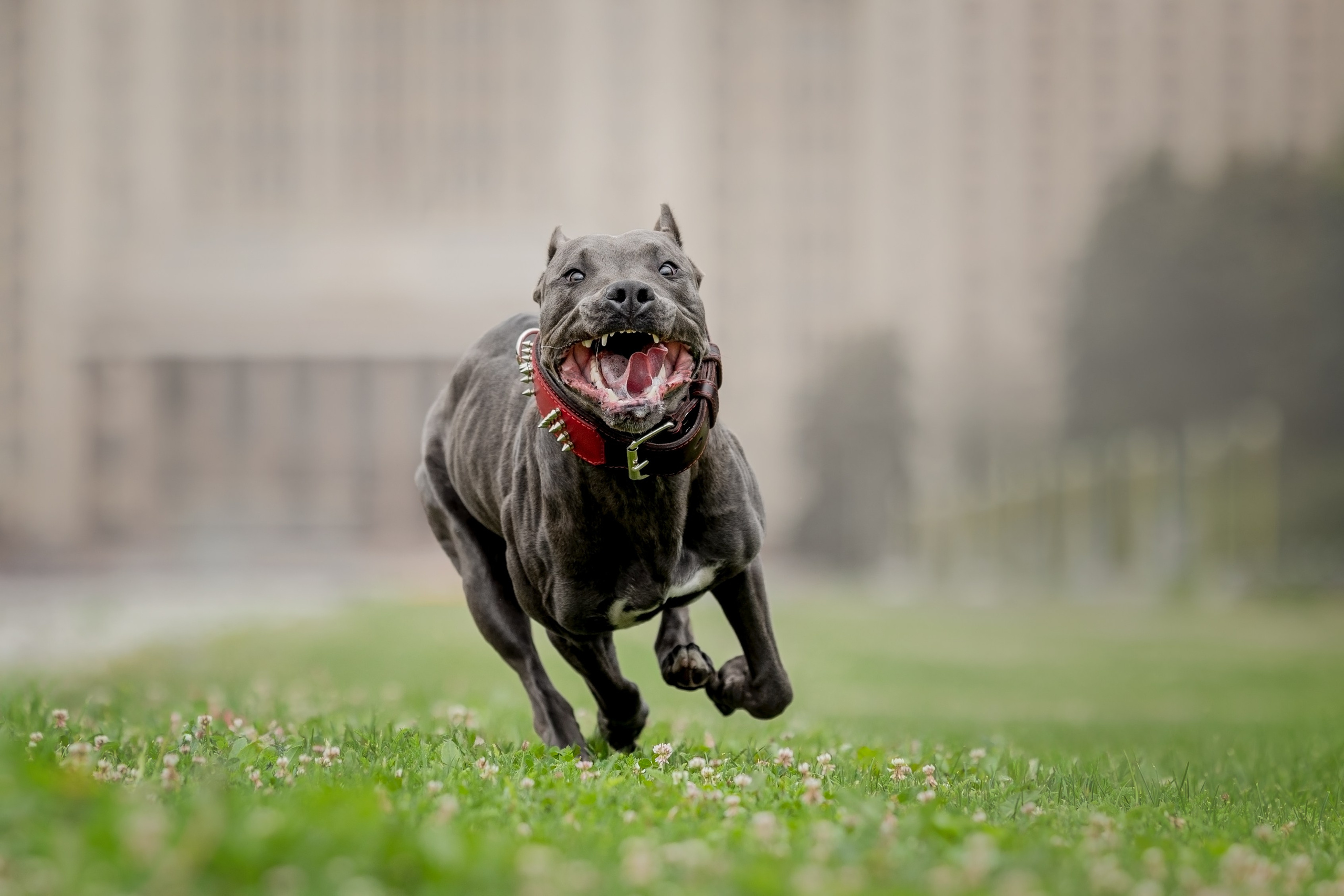 Анималистика. Репортажный фотограф Мария Мадзик