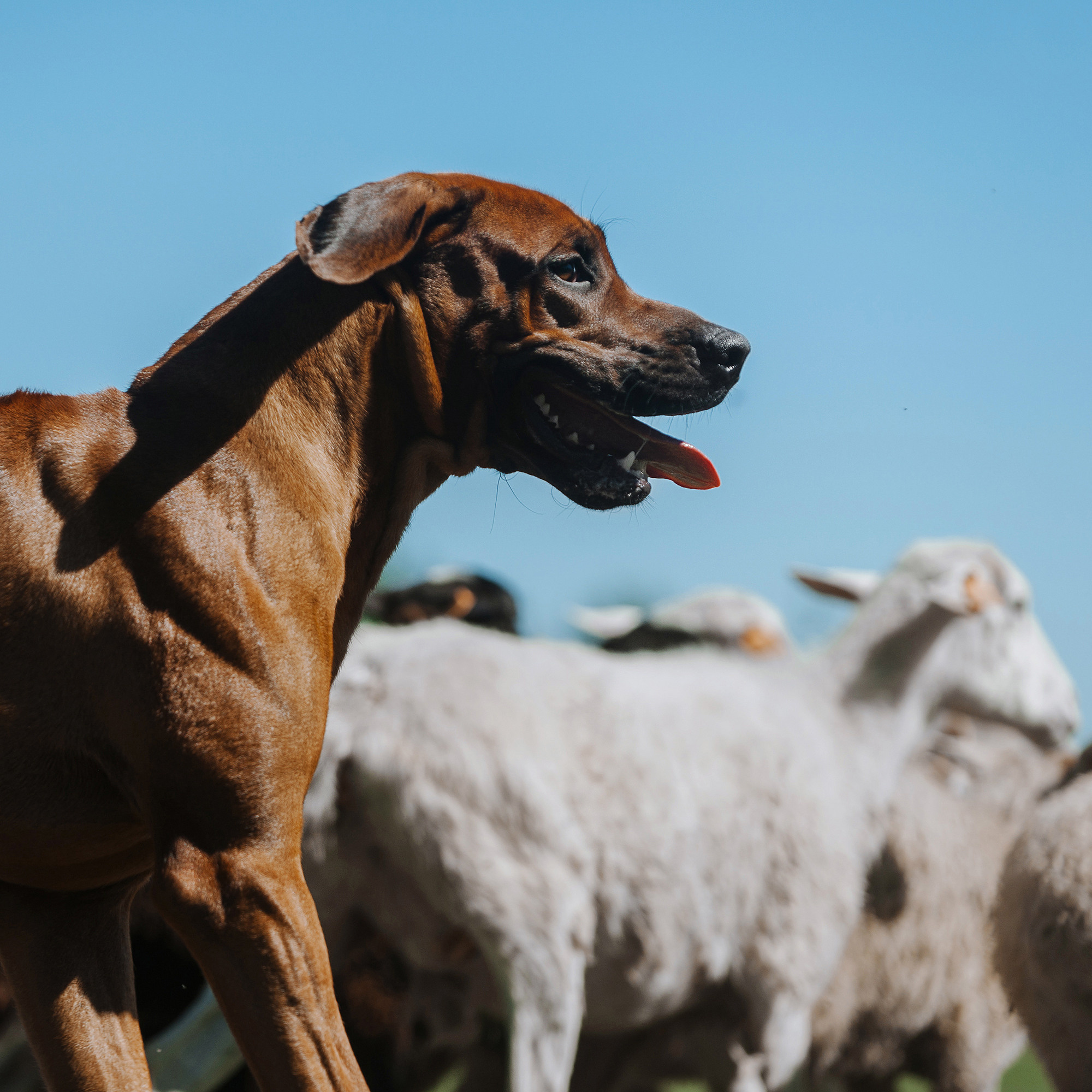 Пастьба. Фотограф Анна Тюрина