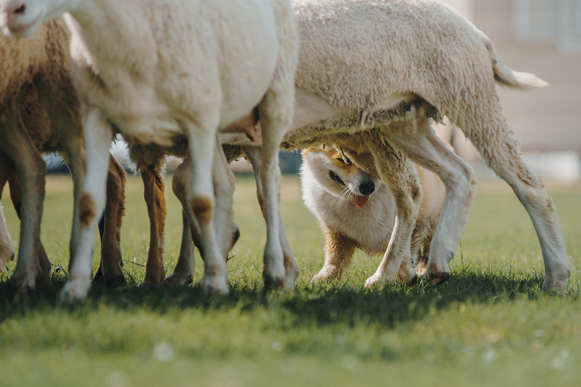 Пастьба. Фотограф Анна Тюрина