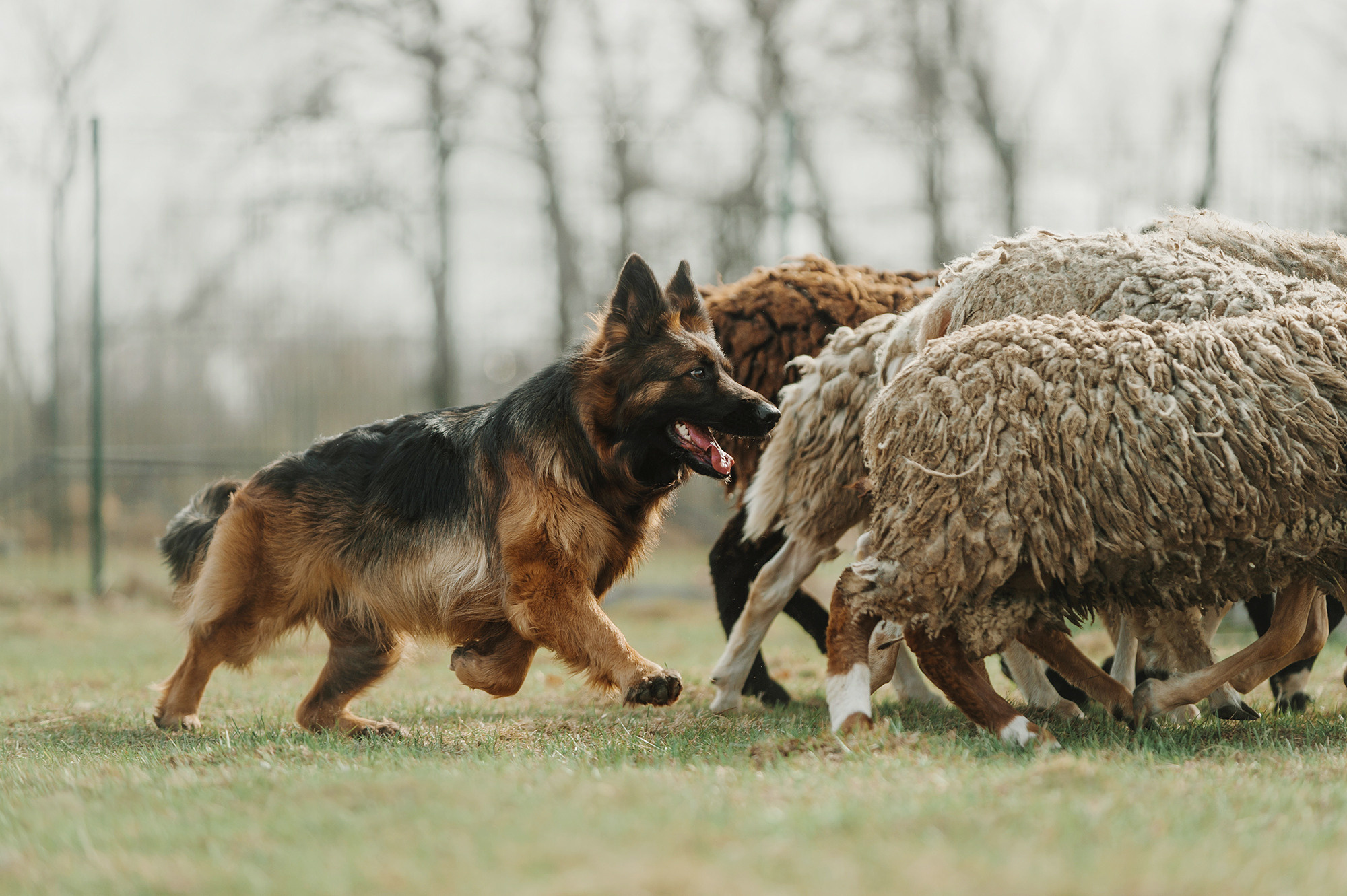 Пастьба. Фотограф Анна Тюрина