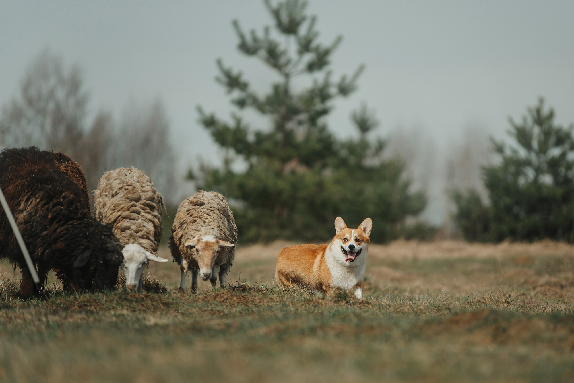 Пастьба. Фотограф Анна Тюрина