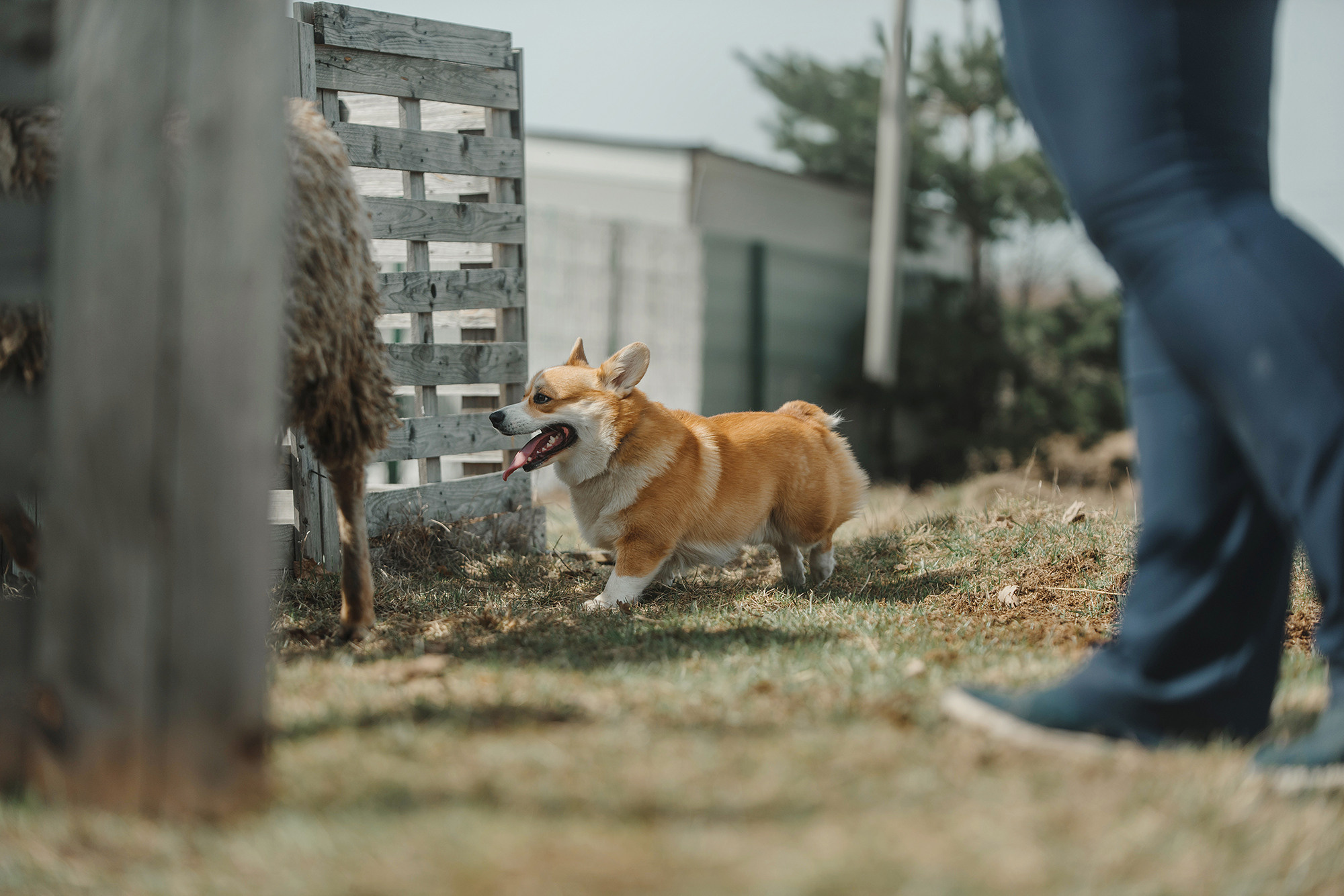 Пастьба. Фотограф Анна Тюрина