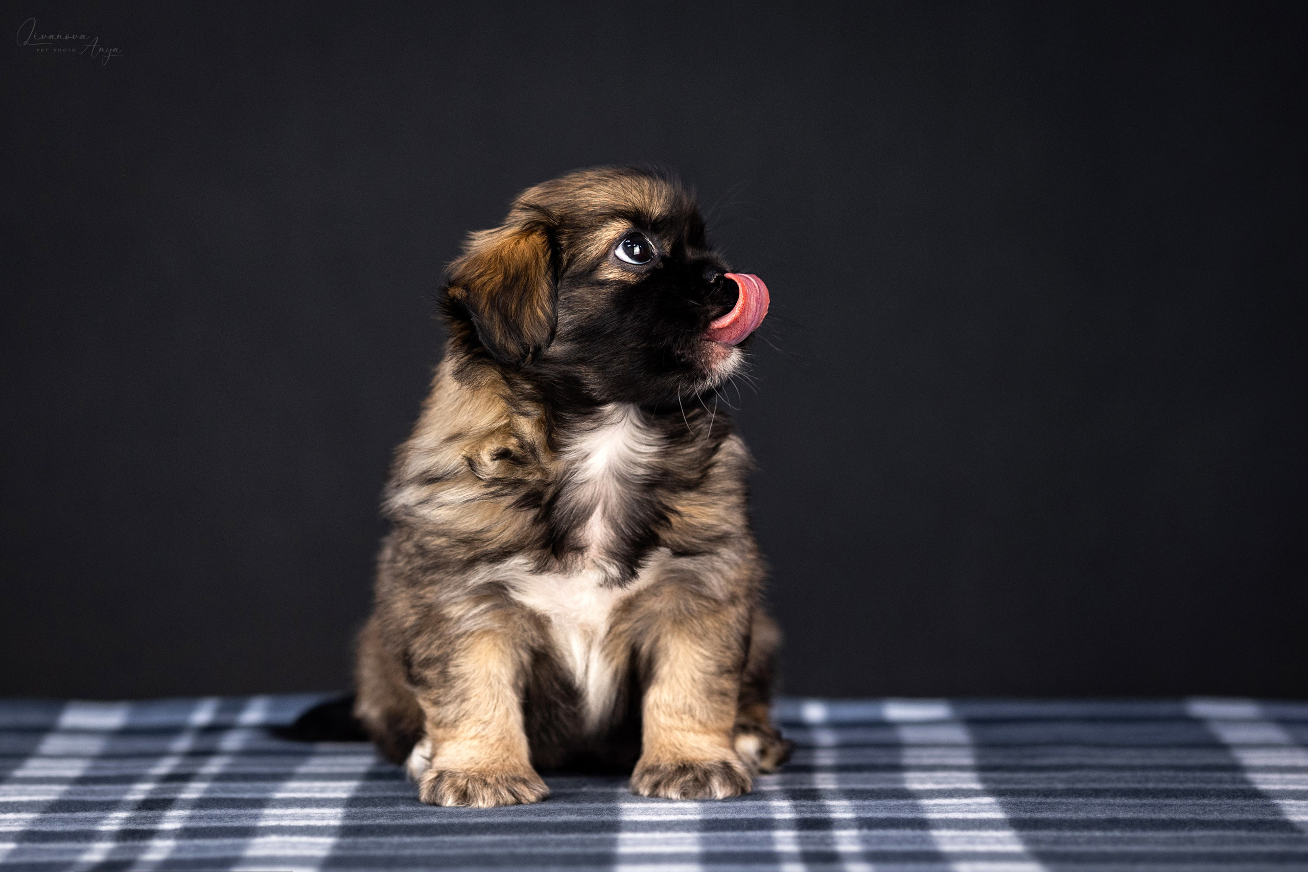 Тибетские спаниели. Фотограф анималист Аня Ливанова | Рыбинск