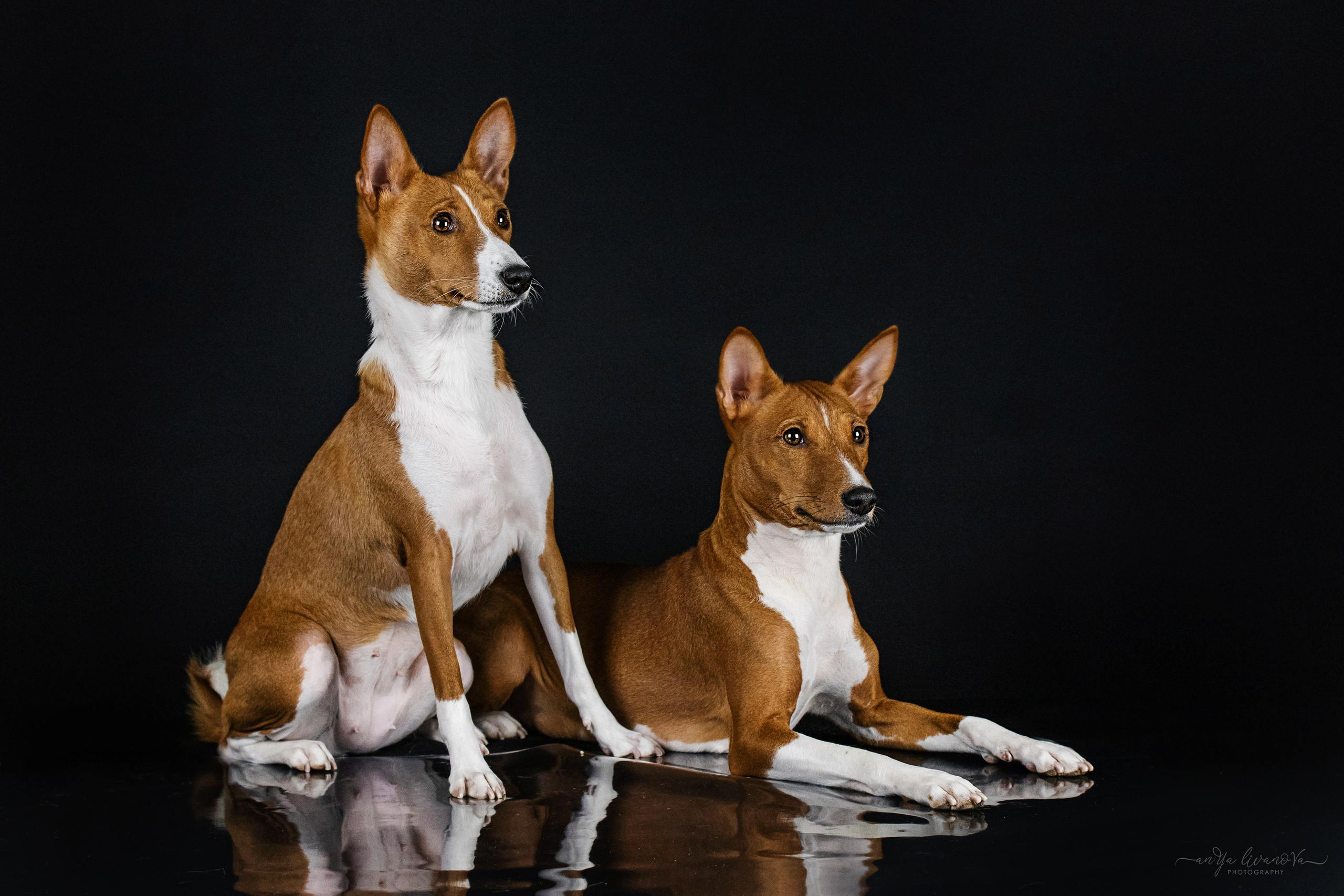 Басенджи. Фотограф анималист Аня Ливанова | Рыбинск