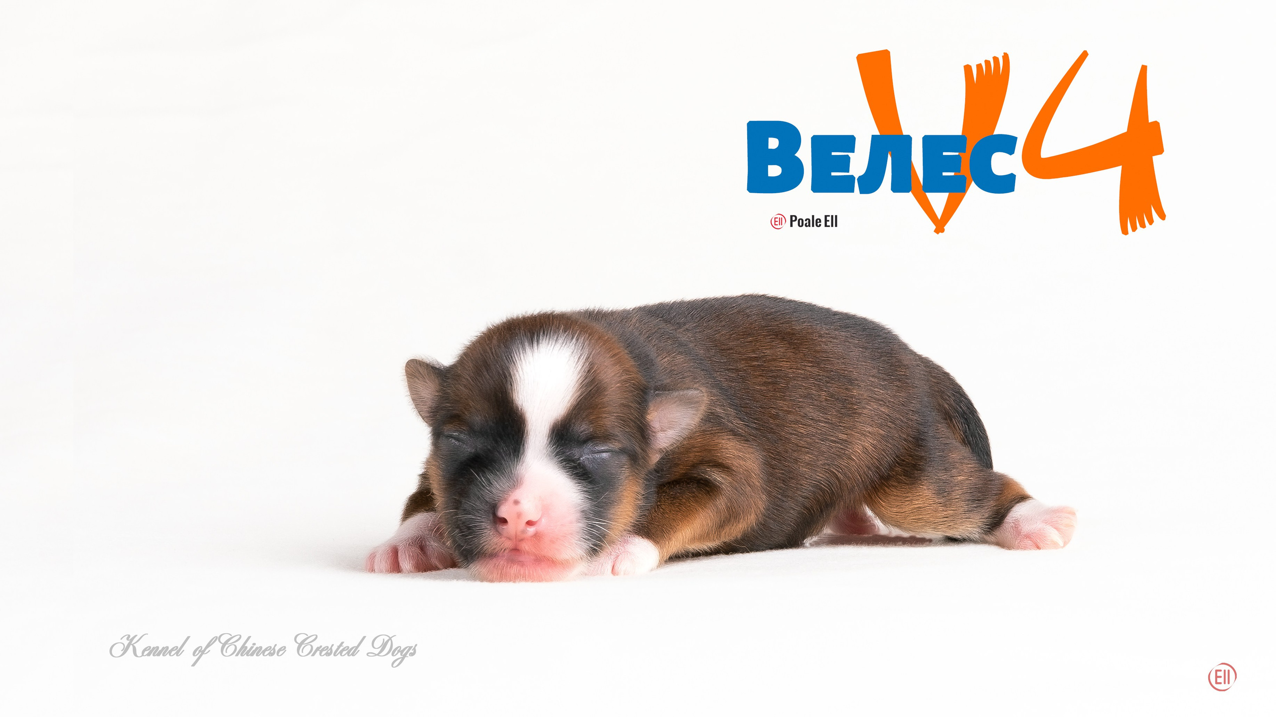 Litter V. We were born!. Poale Ell Chinese Crested Dog Kennel: Buy a puppy from the kennel