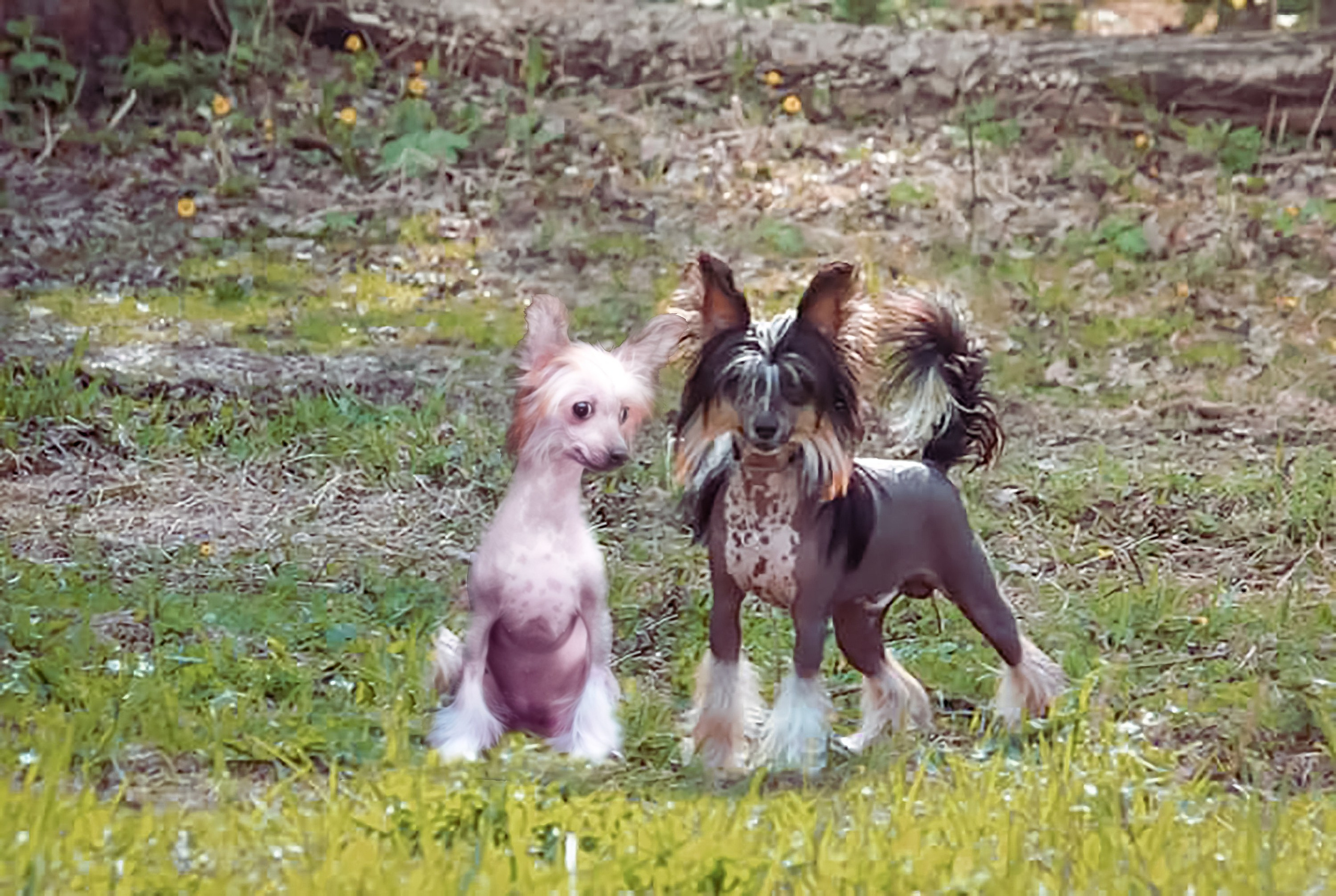 Помёт V. Питомник китайских хохлатых собак Poale Ell: купить щенка