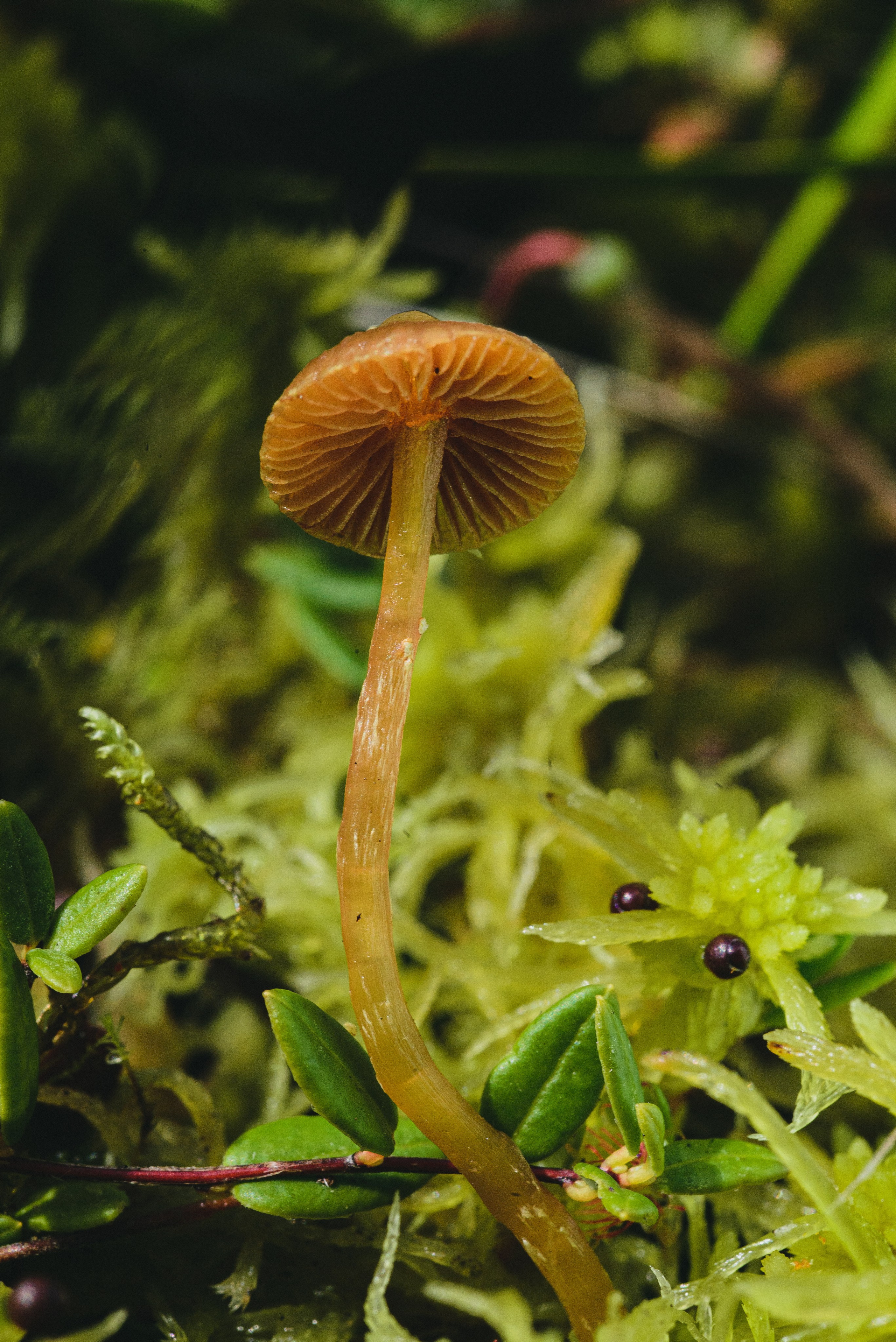 Фотопленэр на болоте. Фотообъединение Самарского областного отделения Союза журналистов России