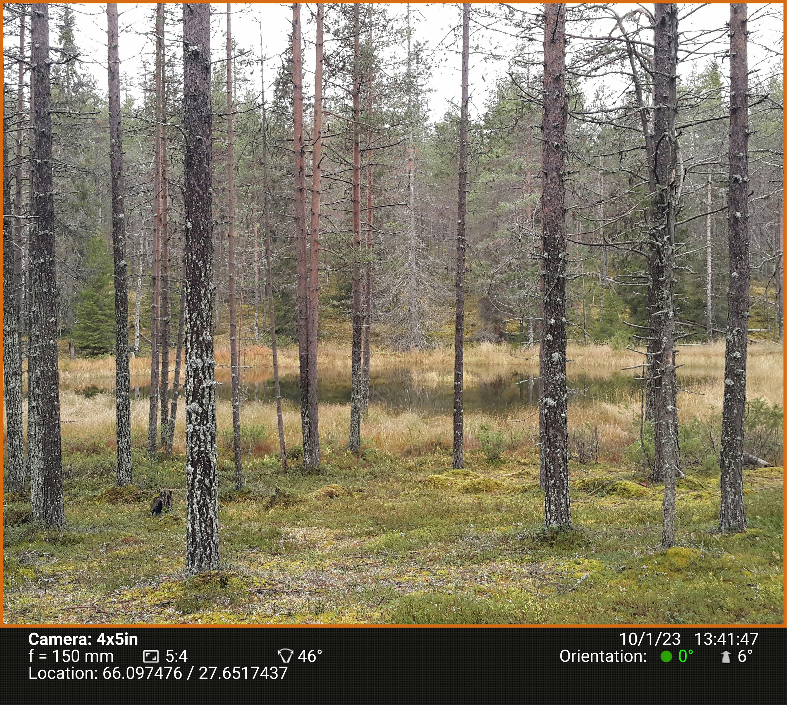 Березовый пруд. Северные Ночи