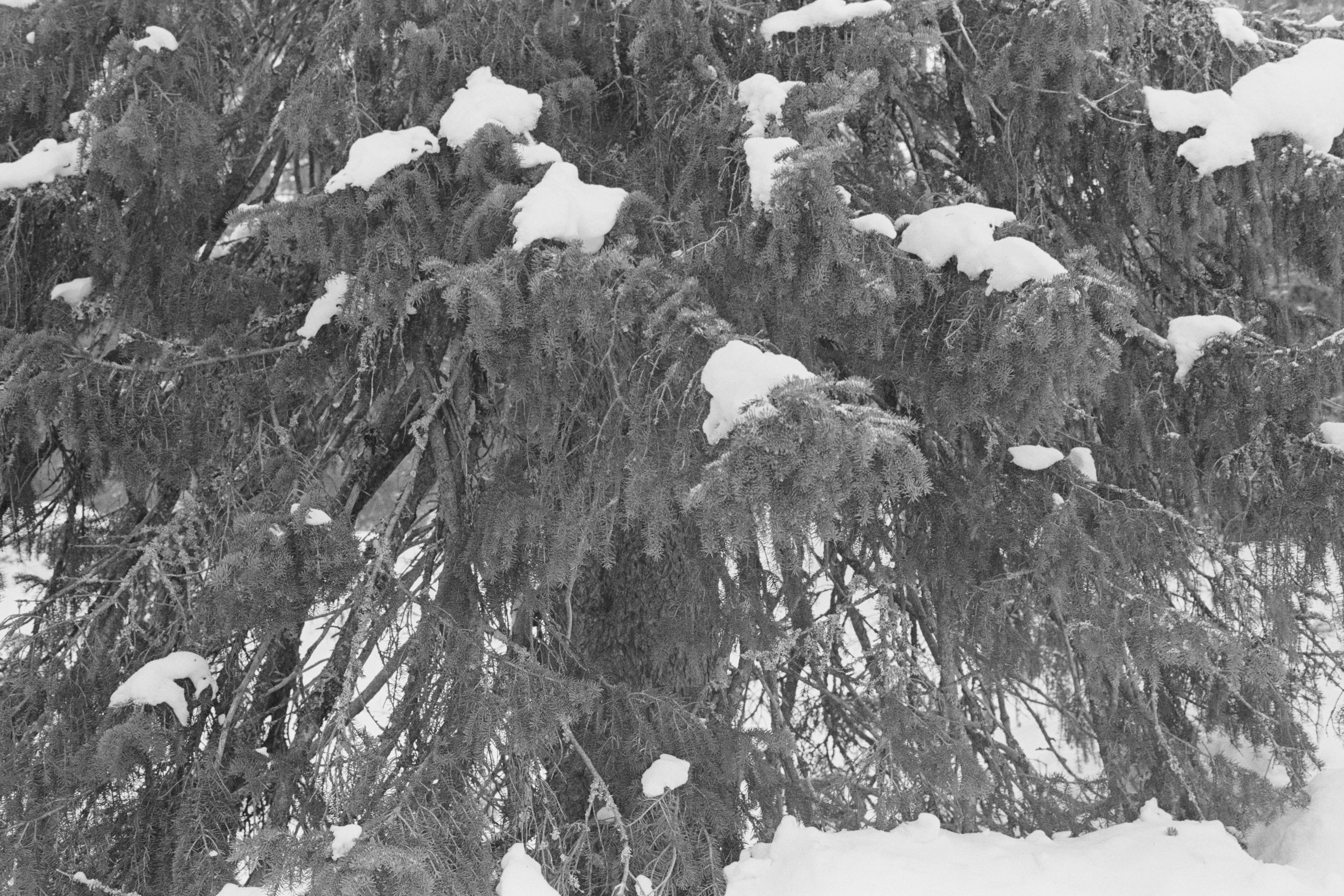 День проявки. Северные Ночи