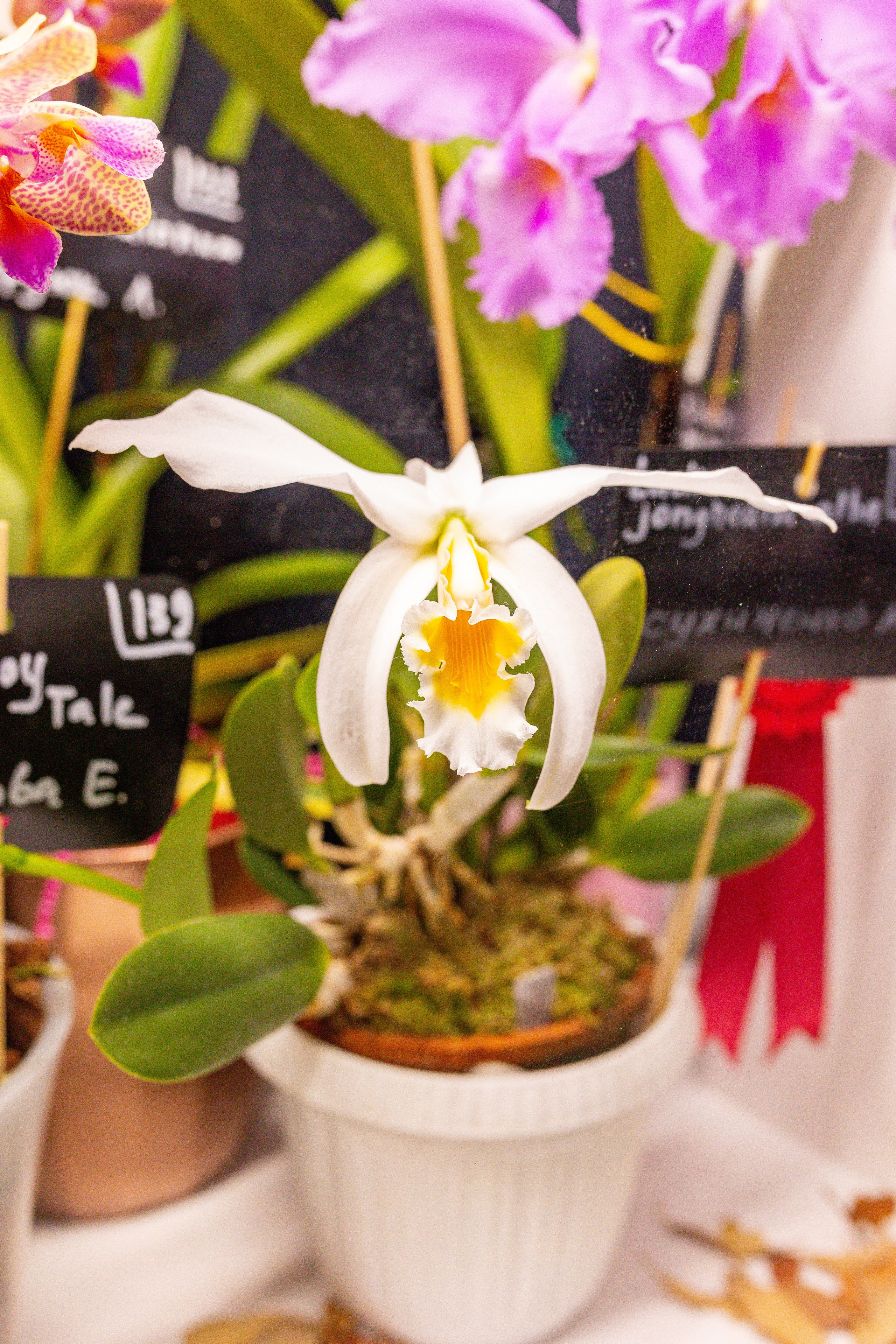 Орхидиум сентябрь 2025. Александра Куликова фотограф, Москва