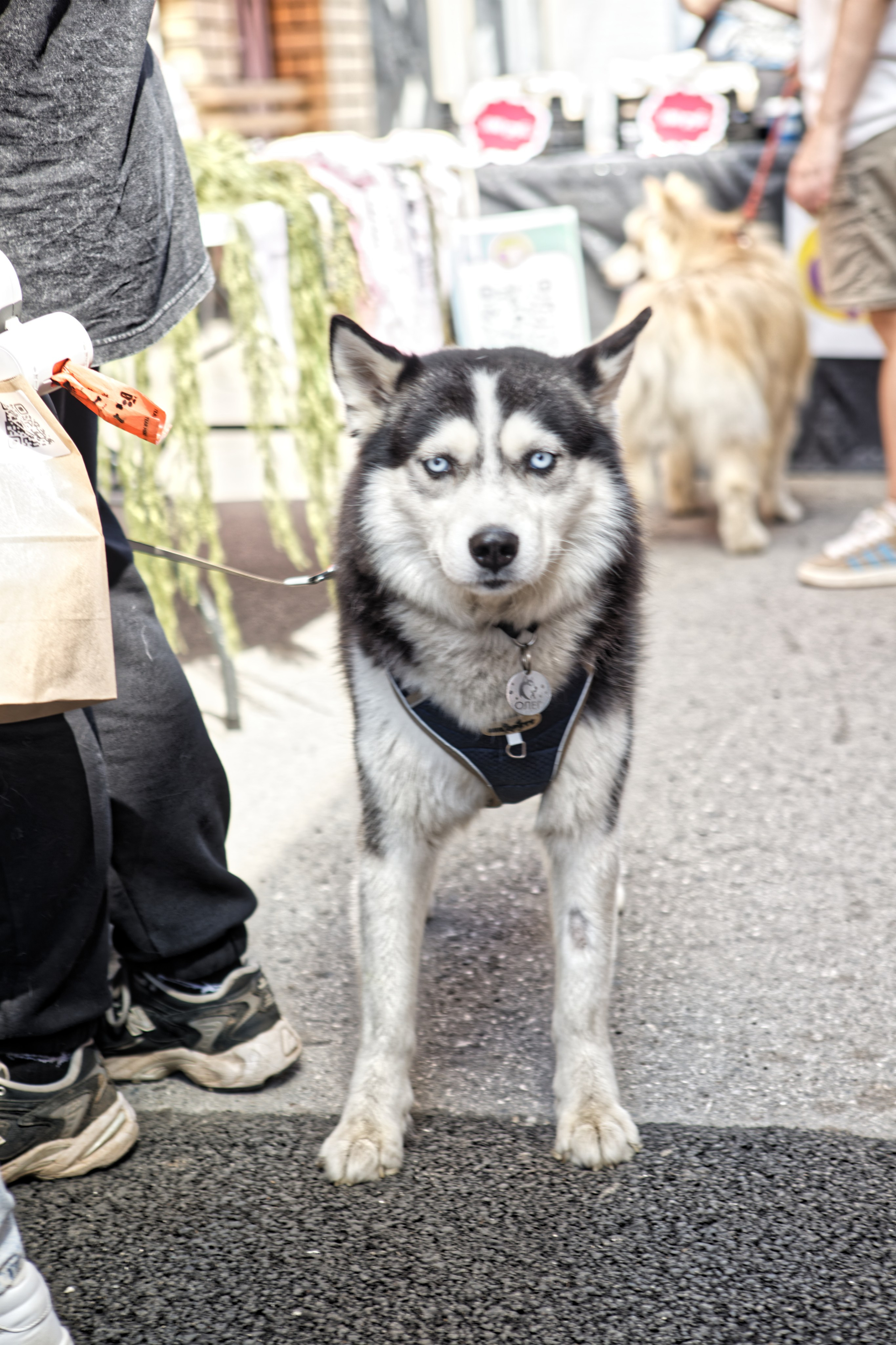 Вечеринка для собак Oh my dog 20.07.2025. Репортажный и спортивный фотограф в г. Пермь Зильберг Павел