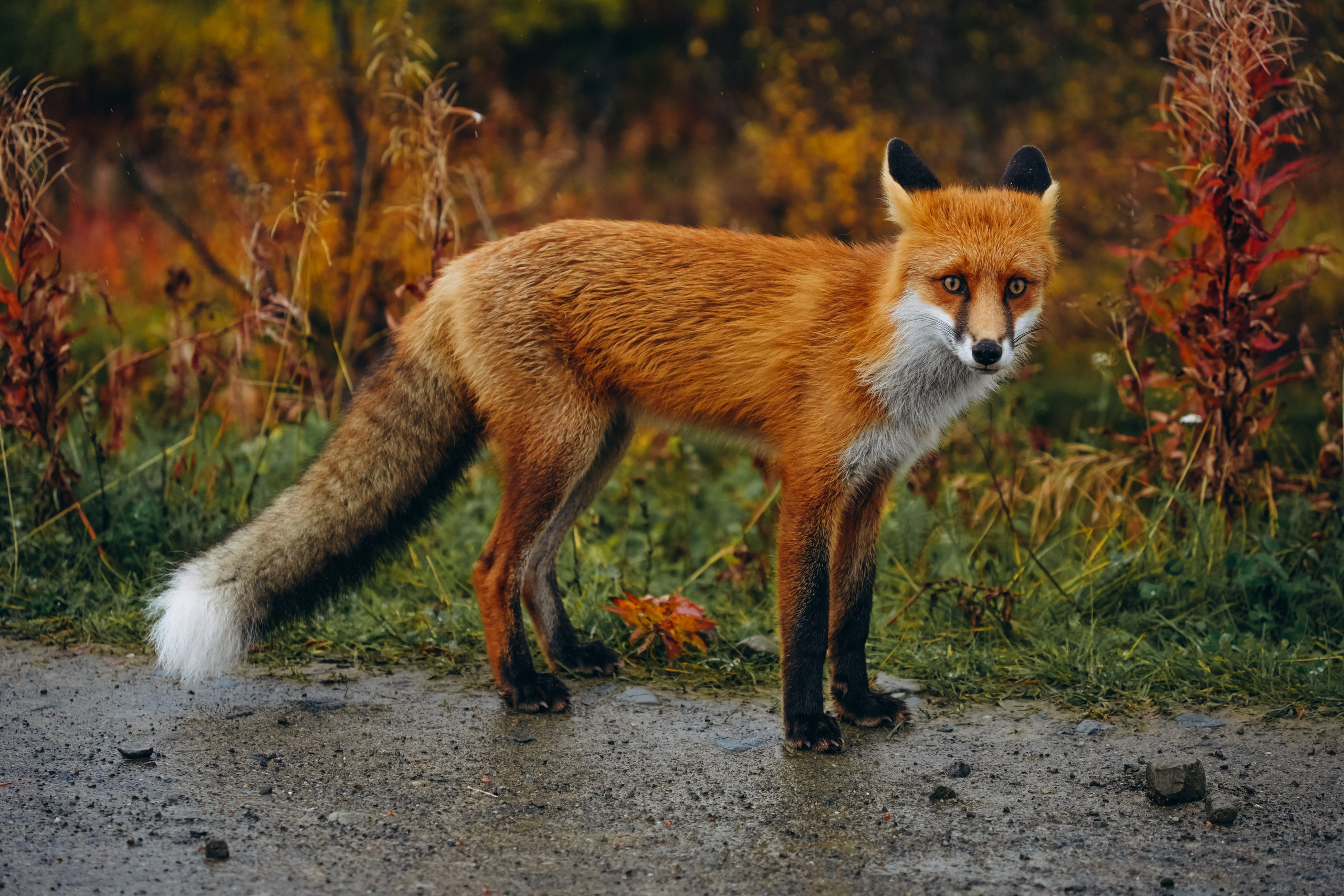 СЕВЕР. Event фотограф Степанова Александра