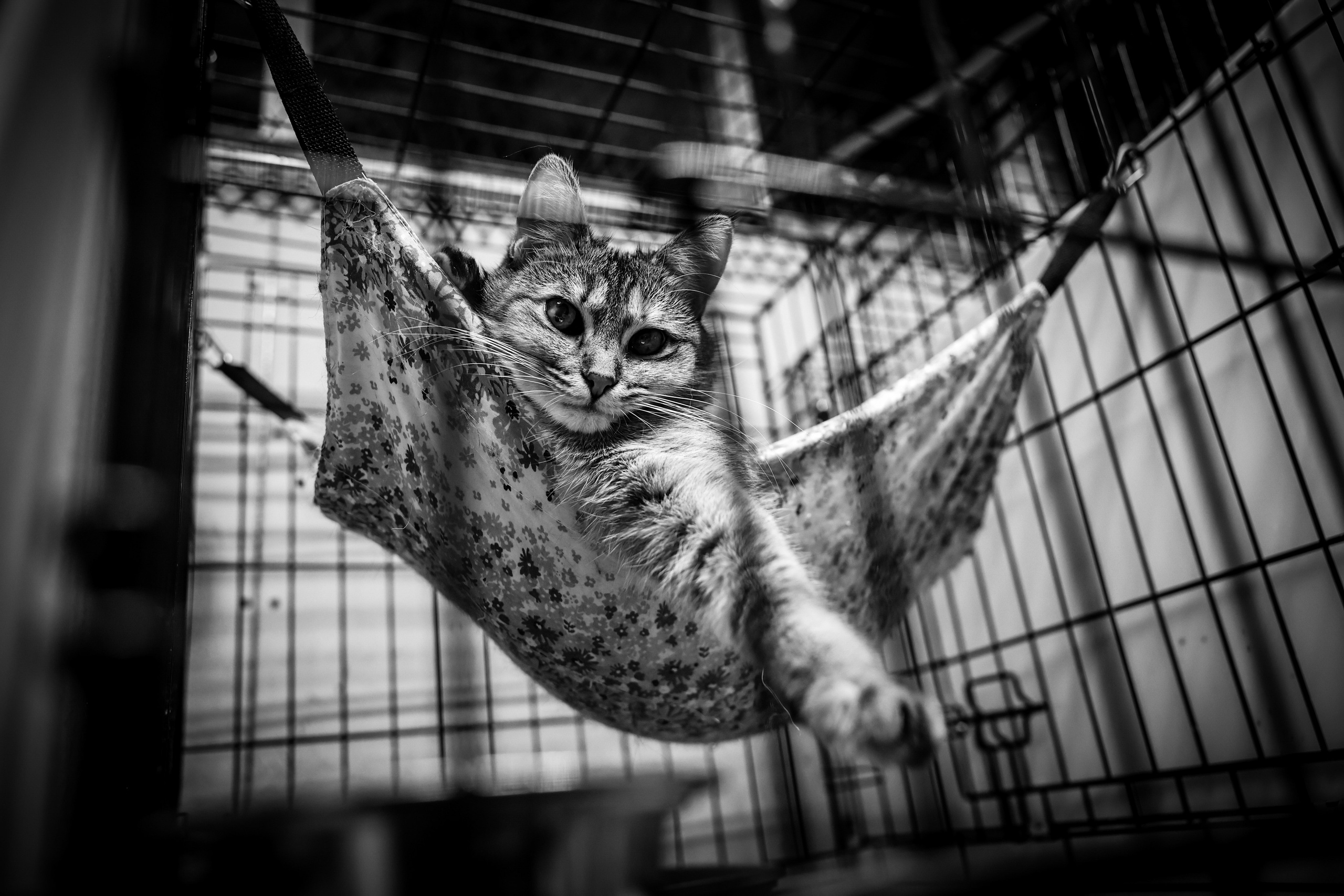 МУР КОША. Ekaterina Ageeva