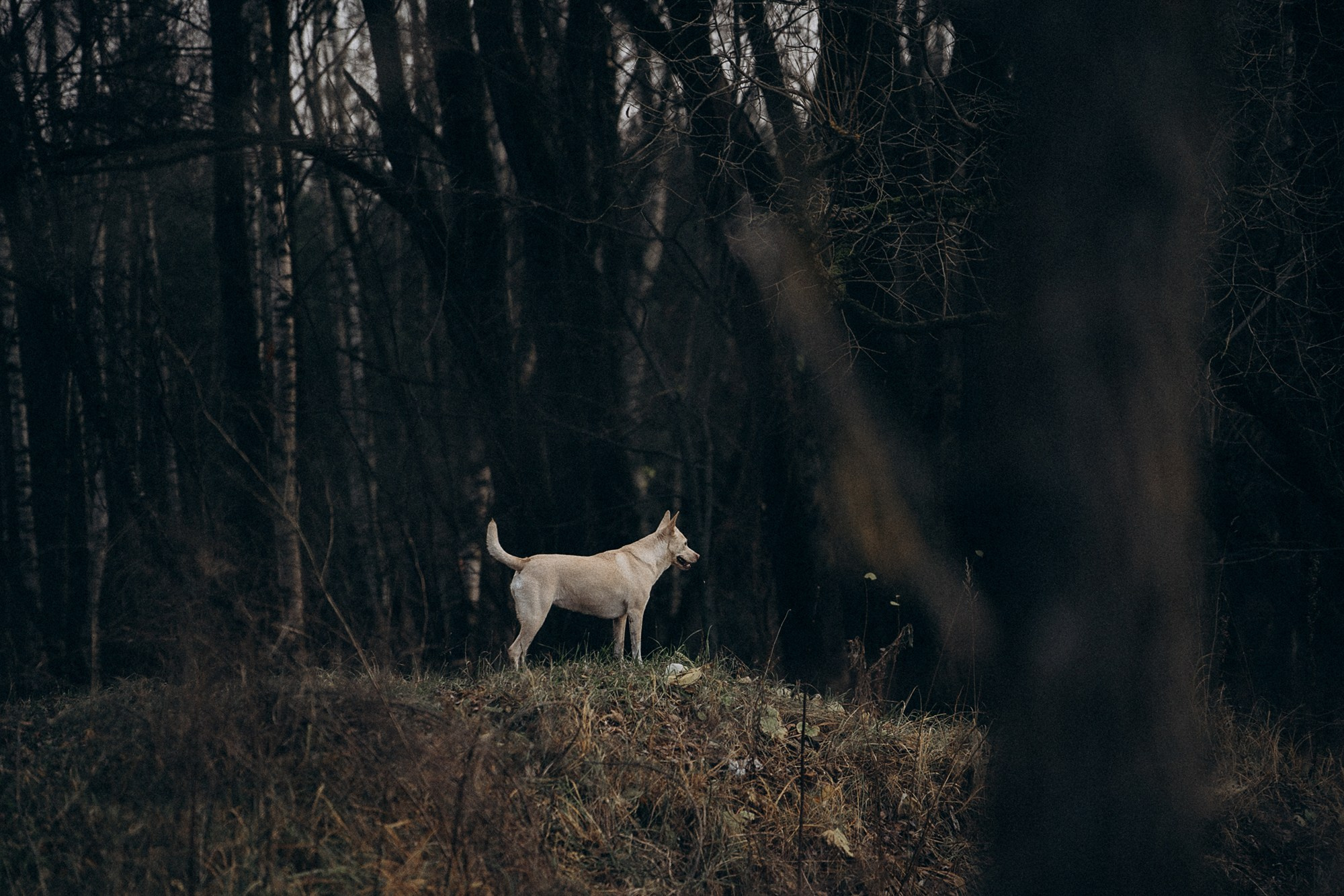 Туся. Фотограф анималист в Москве и Санкт-Петербурге Свиридова Анна