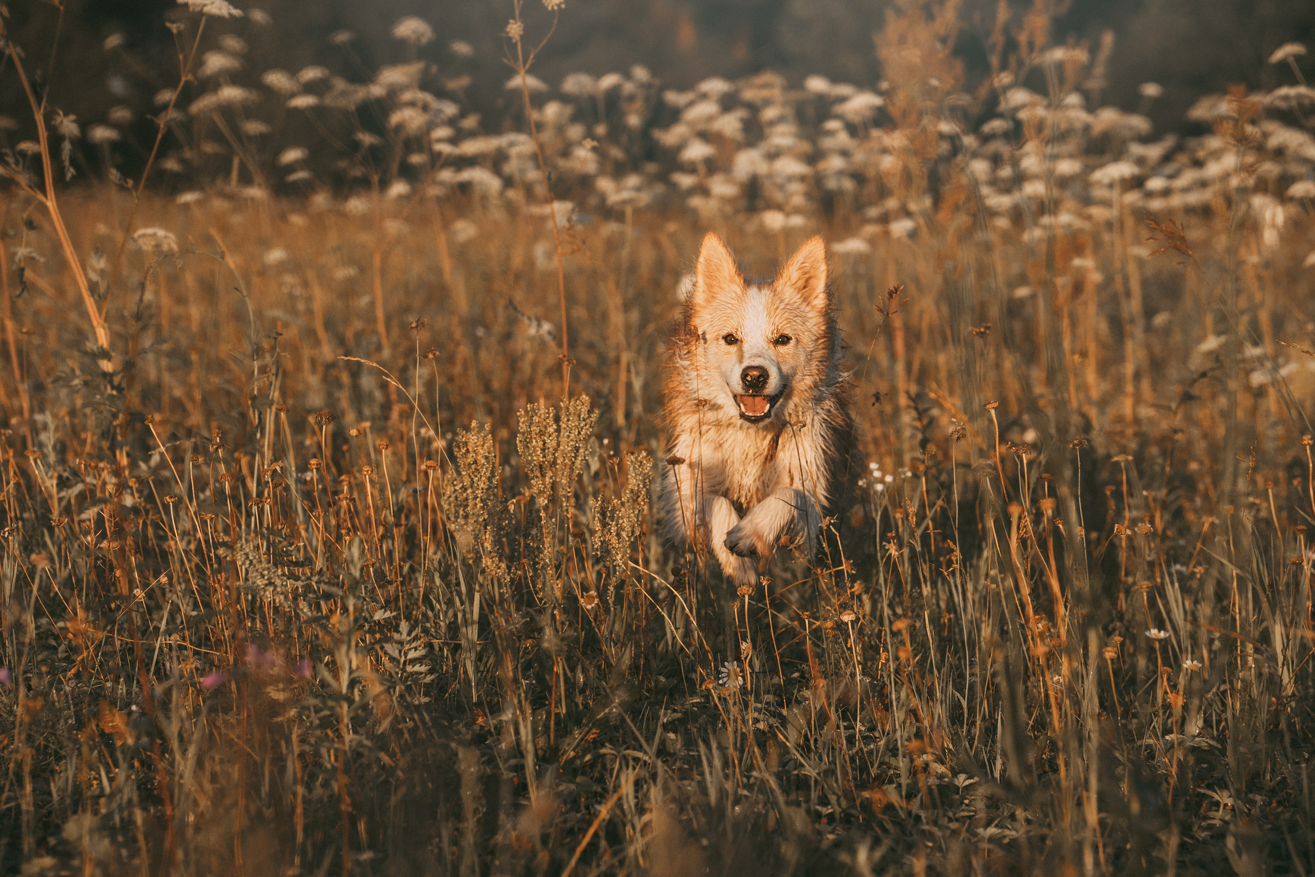 Рина и Марси. Фотограф анималист в Москве и Санкт-Петербурге Свиридова Анна