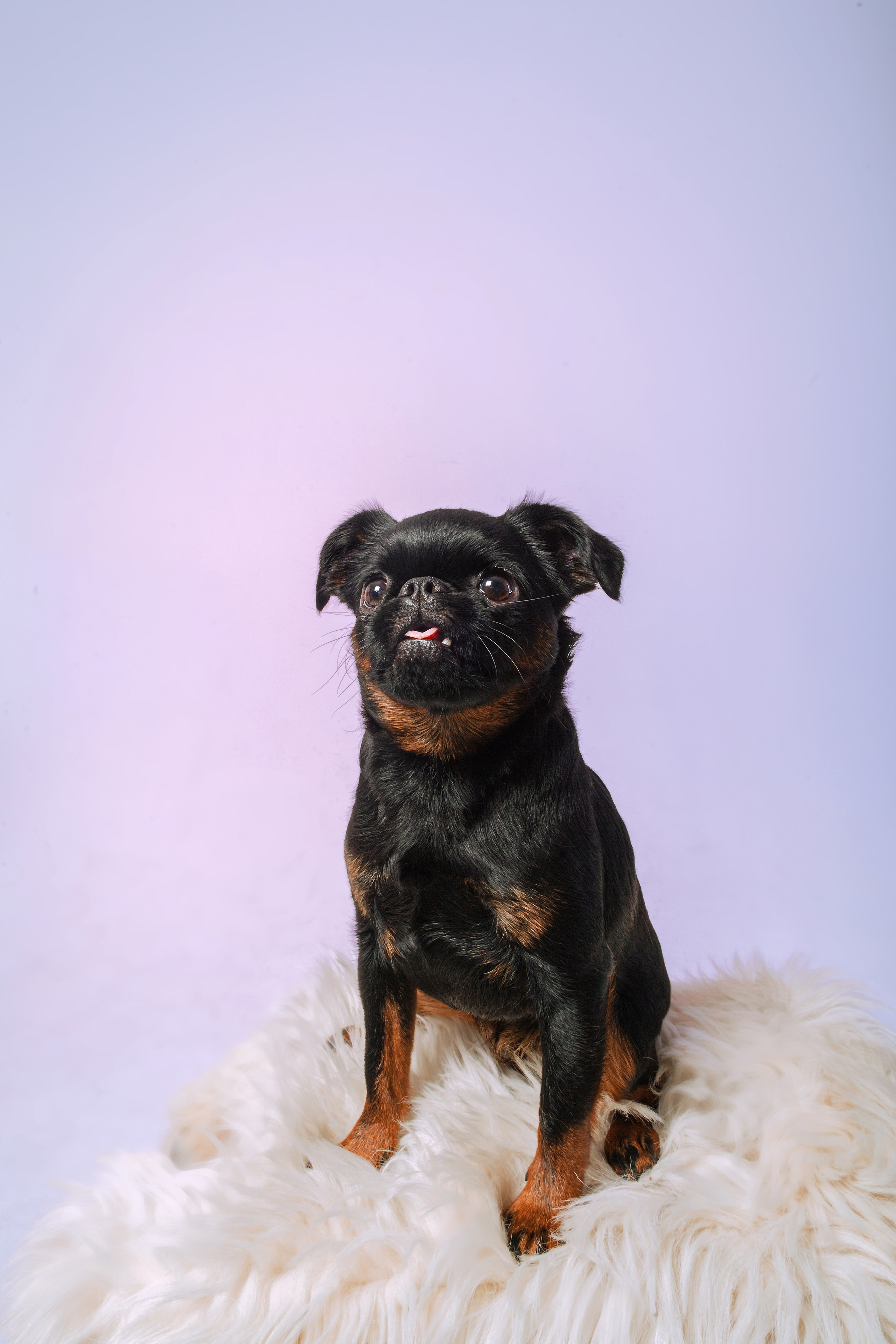 Студийная фотосессия с цветным светом. Фотограф-анималист Татьяна Степанова