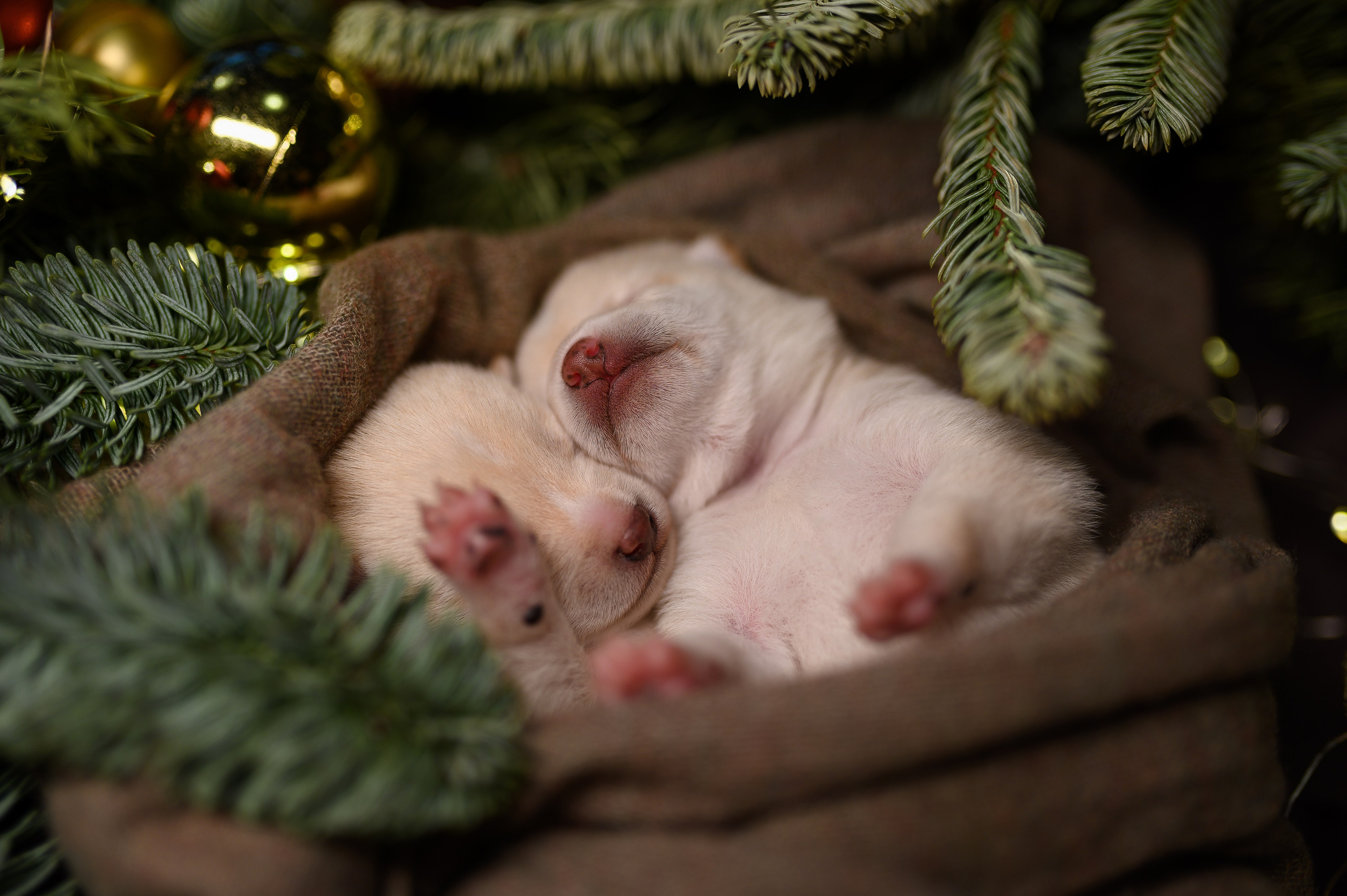 Мамесиба. Фотограф анималист в Москве Ольга Агушева