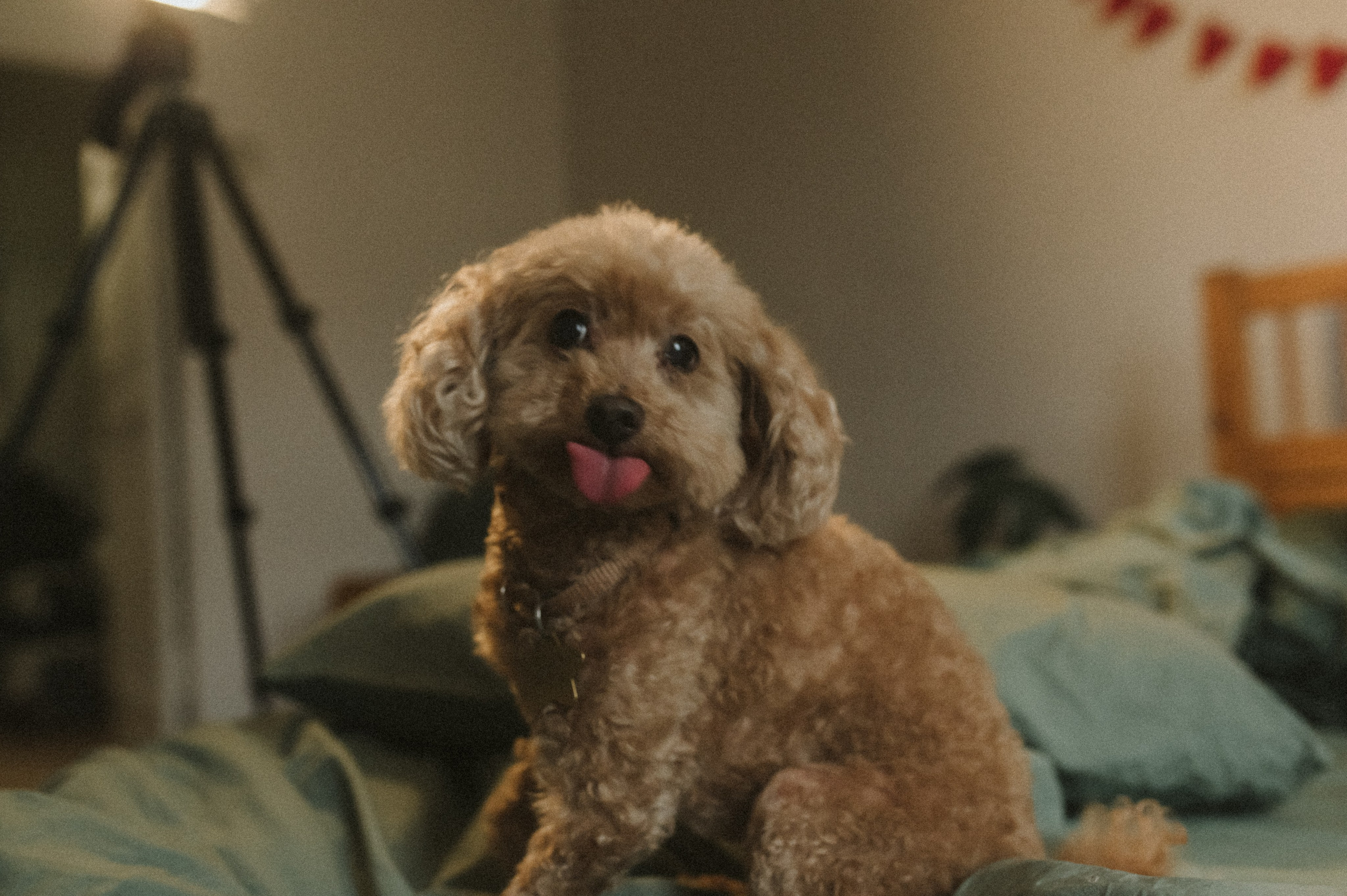 Ання и её кудрявая команда. Фотограф анималист в Москве Ольга Агушева
